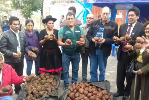 Asilos de ancianos, así como los puericultorios de la región de Huánuco, que albergan y protegen a niños abandonados, así como instituciones de ayuda a niñas y madres abandonadas, recibieron la donación de papa adquirida por el Ministerio de Agricultura y Riego (Minagri) a través de Agro Rural a los pequeños agricultores.