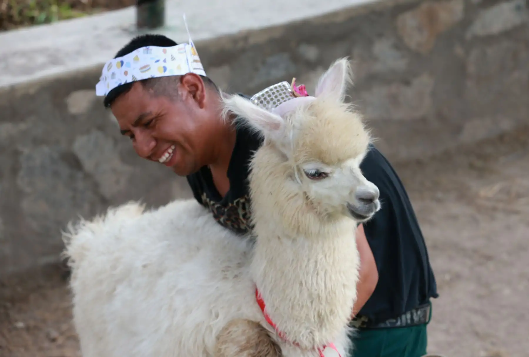 Murallito, alpaca bebé de seis meses, es el engreído del parque  La Muralla, del Cercado de Lima. Foto: ANDINA/Norman Córdova.