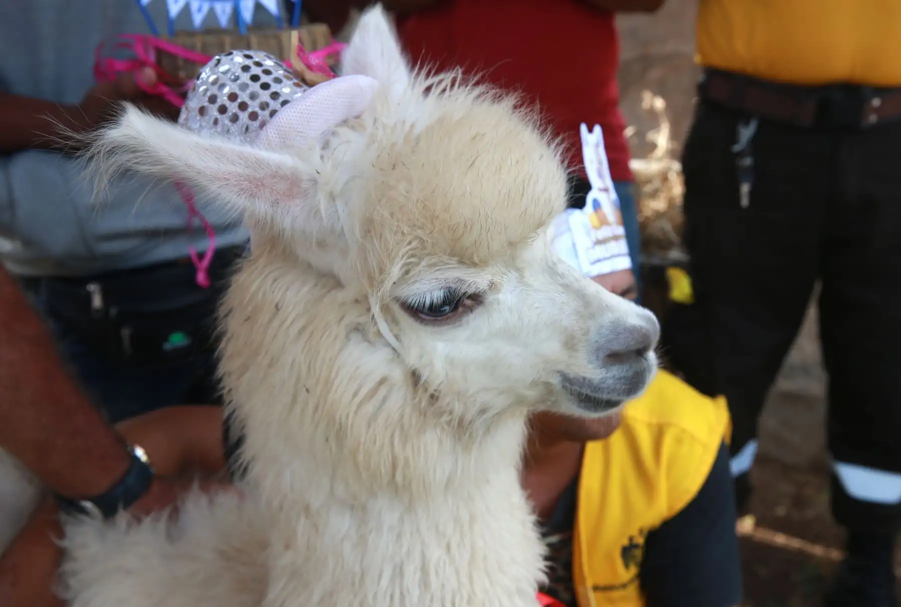 Murallito, alpaca bebé de seis meses, es el engreído del parque La Muralla, del Cercado de Lima. Foto: ANDINA/Norman Córdova.