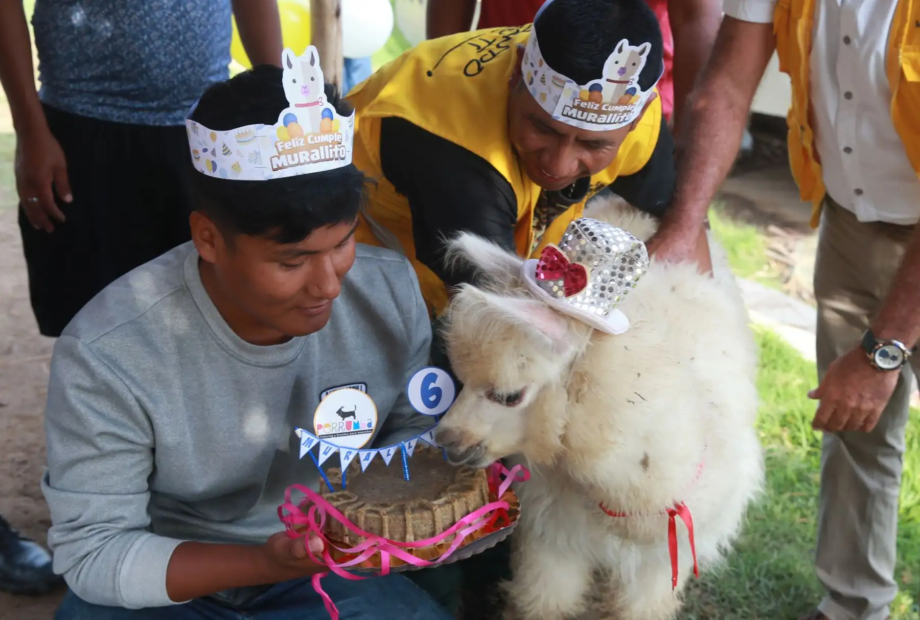 Murallito, alpaca bebé celebra sus seis meses con torta de alfalfa, en el parque  La Muralla del Cercado de Lima. Foto: ANDINA/Norman Córdova.