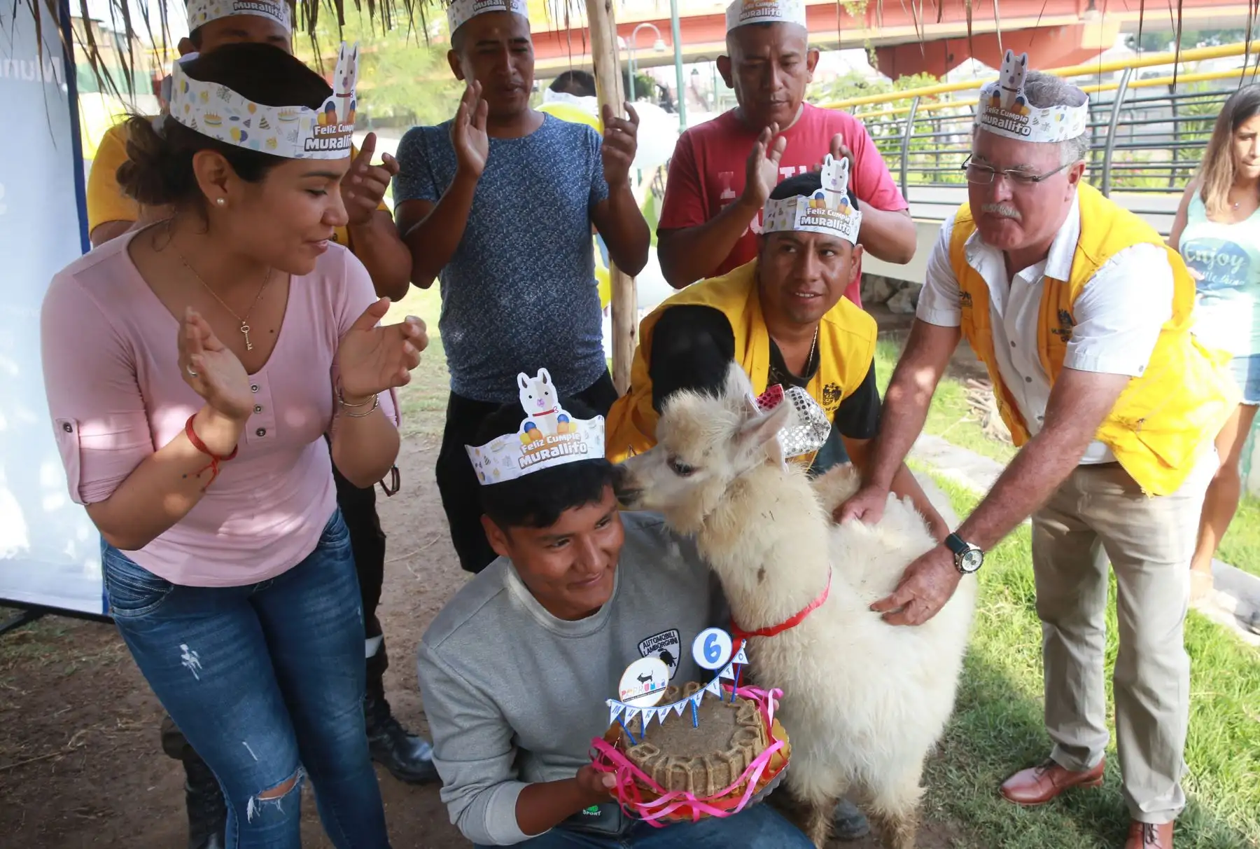 Murallito, alpaca bebé celebra sus seis meses con torta de alfalfa, en el parque  La Muralla del Cercado de Lima. Foto: ANDINA/Norman Córdova.