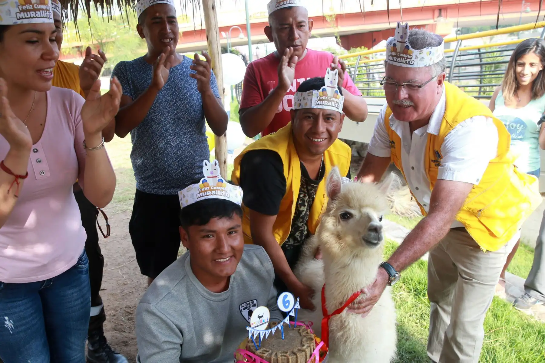 Murallito, alpaca bebé celebra sus seis meses con torta de alfalfa, en el parque  La Muralla del Cercado de Lima. Foto: ANDINA/Norman Córdova.