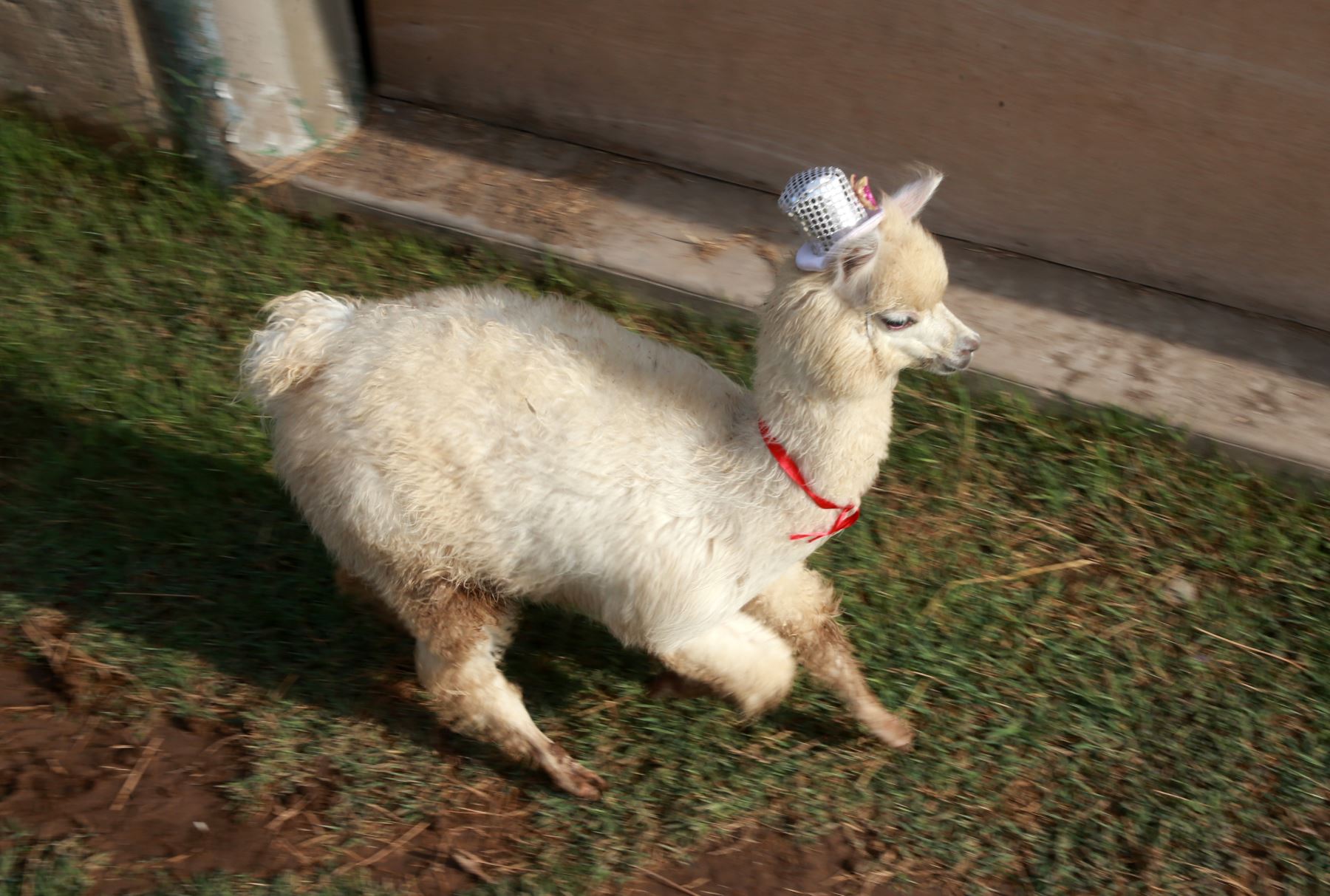 Murallito, alpaca bebé celebra sus seis meses con torta de alfalfa