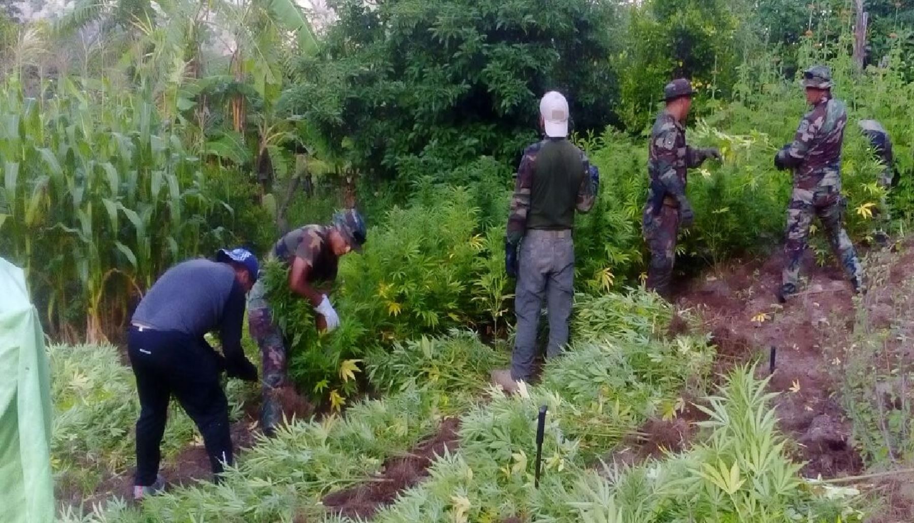 En Amaropampa, las fuerzas del orden ubicaron seis hectáreas de terreno con las plantaciones de marihuana