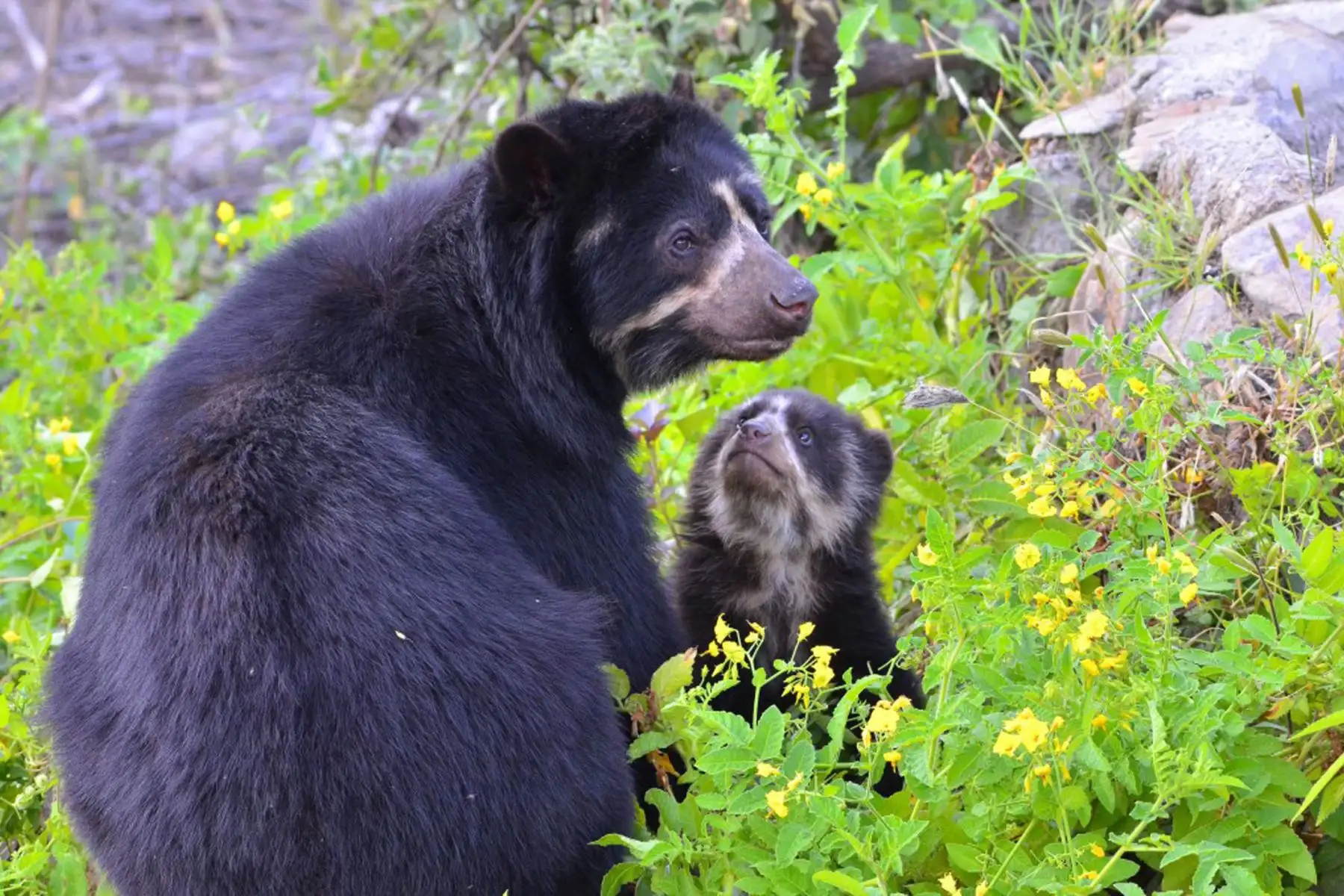 El oso de anteojos (Tremarctos ornatus) es una de las especies emblemáticas de la Reserva Ecológica Chaparrí. En área se ubica a la única población importante de osos de anteojos de la costa peruana al registrar alrededor de 40 ejemplares. Foto: Heinz Plenge