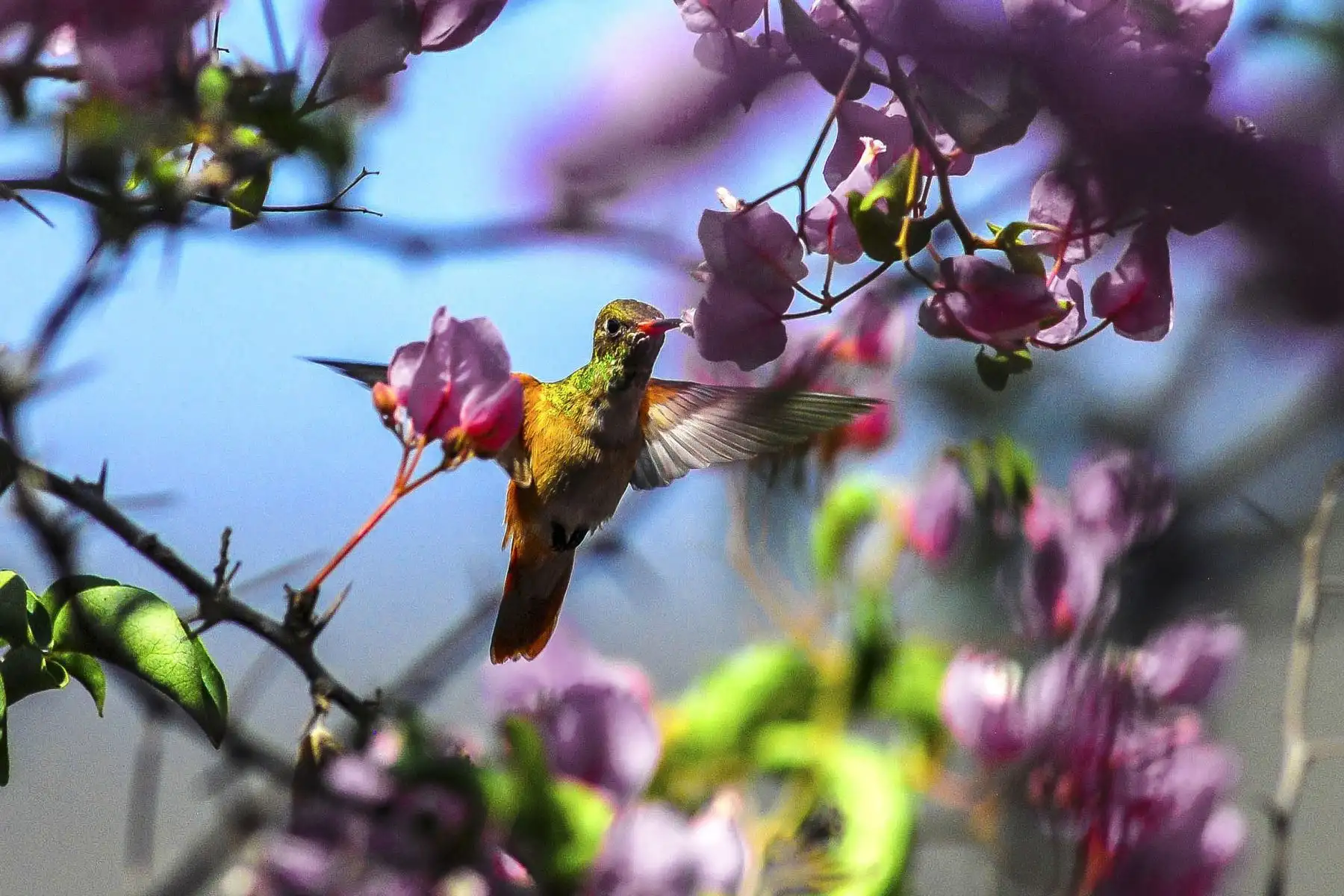 Colibrí de vientre rufo (Amazilia amazilia), mide aproximadamente 9 cm y es el colibrí más abundante que vive en la Reserva Ecológica Chaparrí.
Foto: Heinz Plenge