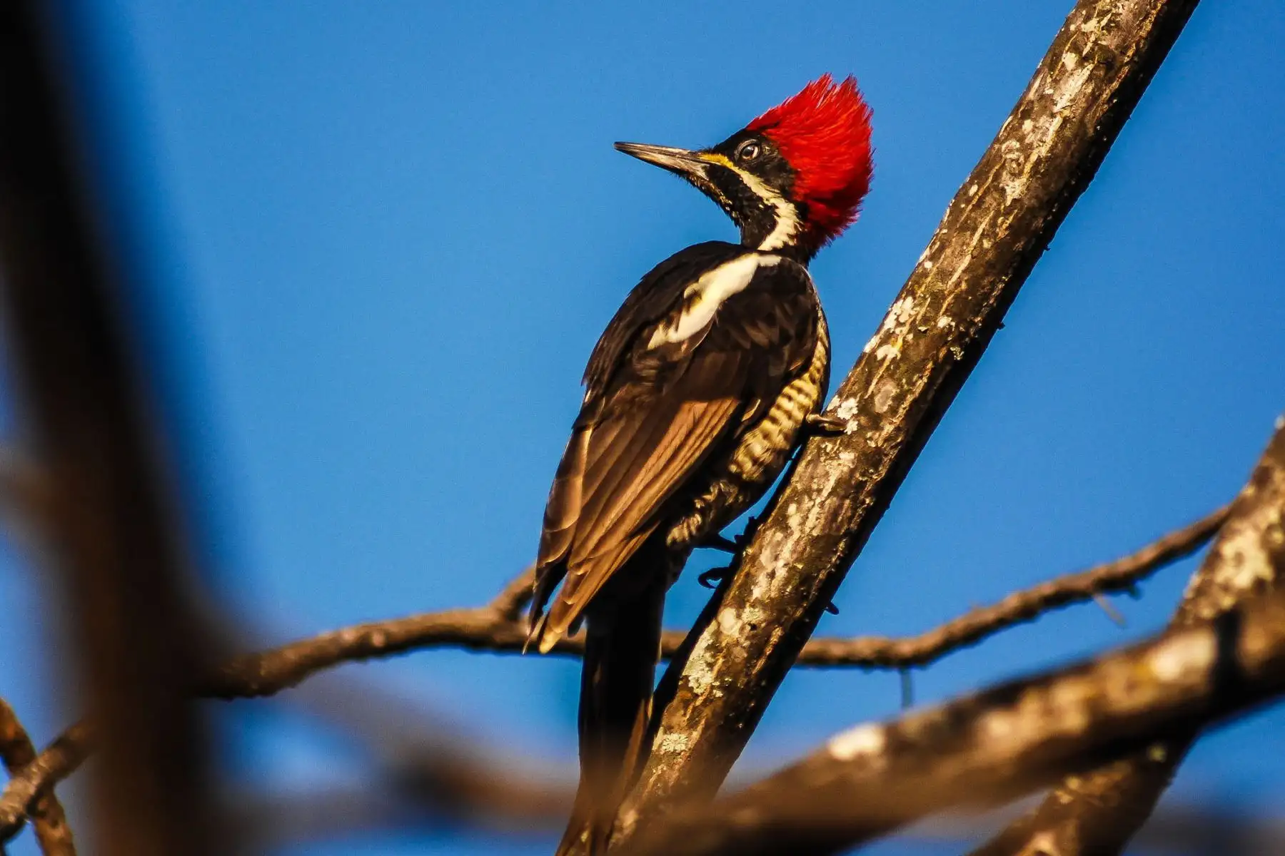Carpintero Lineado (Hylatomus lineatus). Es una de las cinco especies de carpinteros registradas en la Reserva Ecológica Chaparrí. En la foto un ejemplar hembra.
Foto: Heinz Plenge