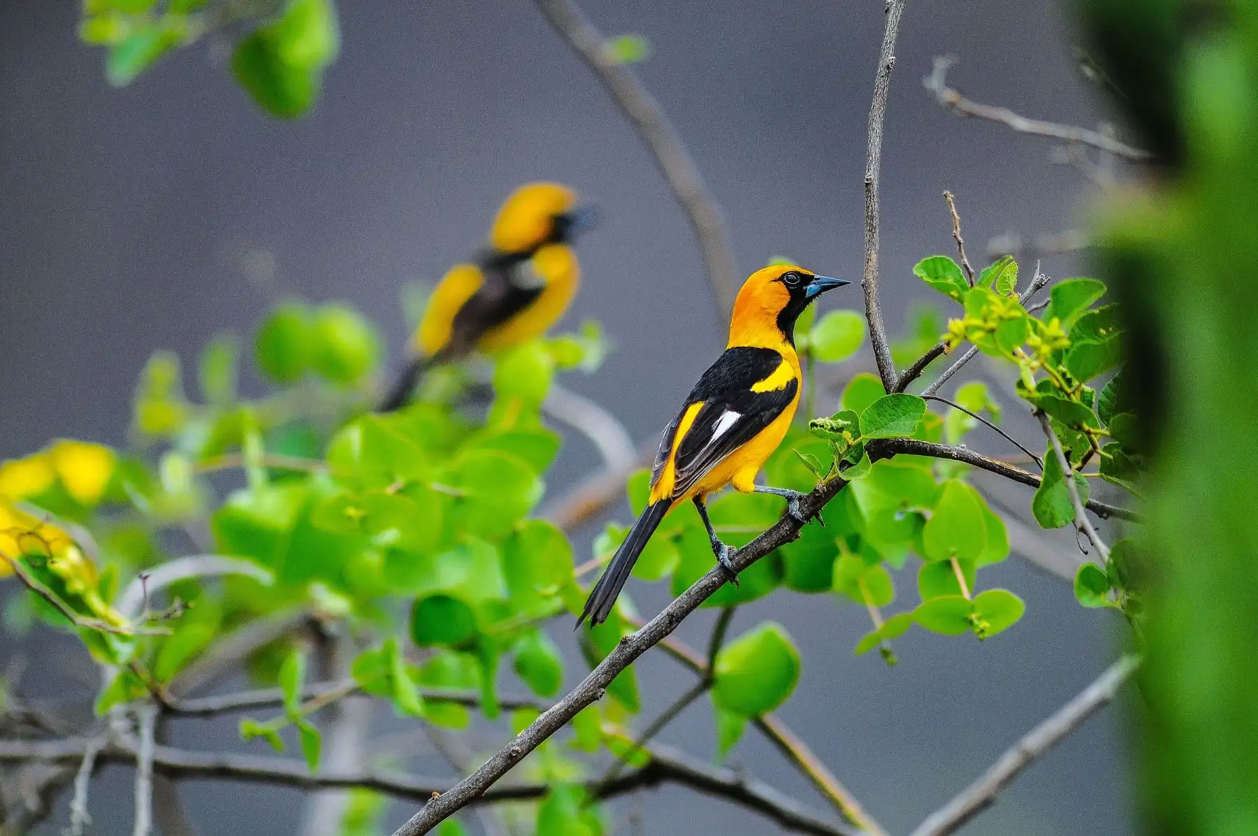Bolsero de Filo Blanco (Icterus graceannae), llamado localmente Chiroque. Es una especie endémica de los bosques secos y es reconocido por su melodioso canto.
Foto: Heinz Plenge