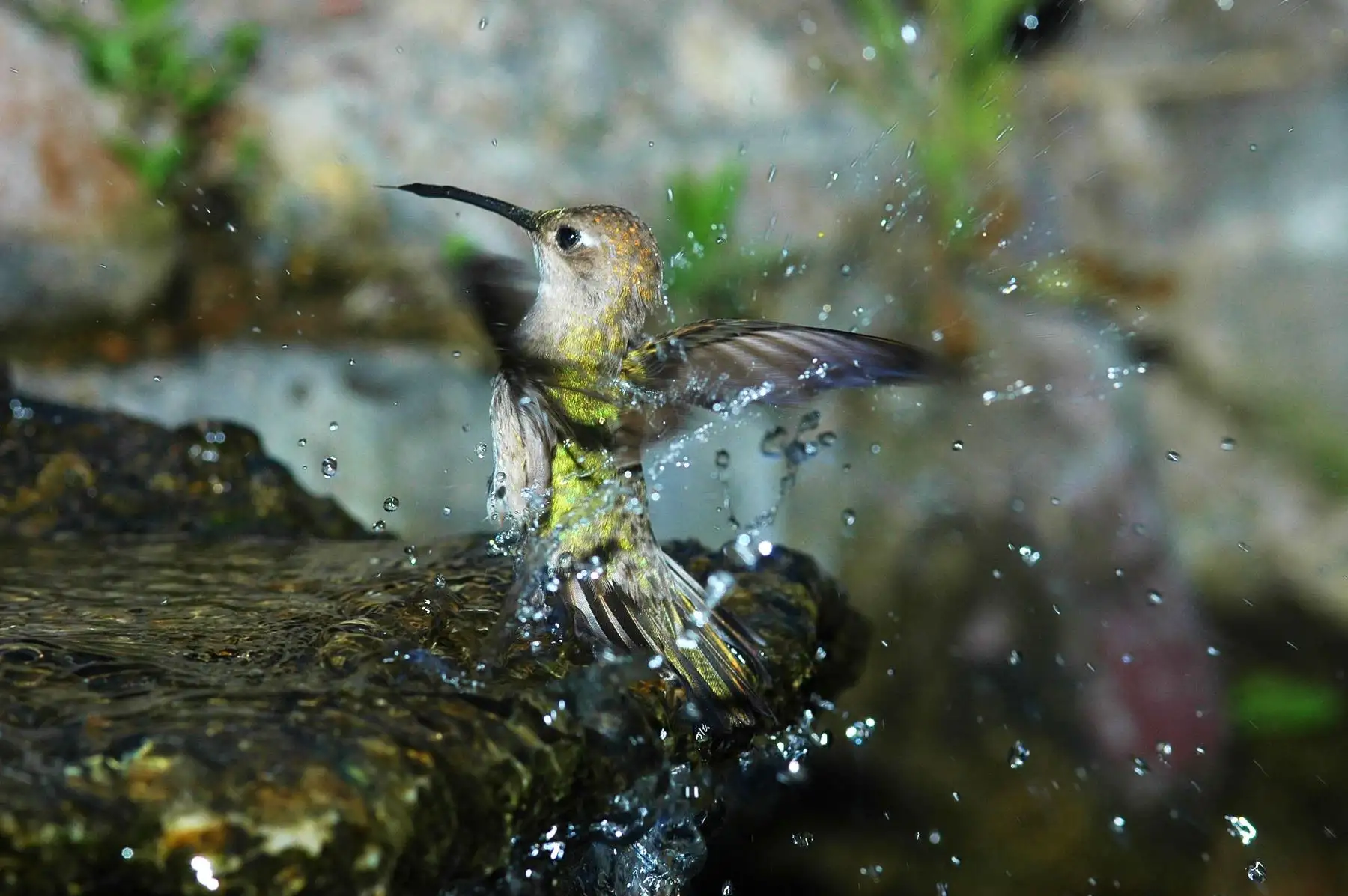 Colibrí de Tumbes (Leucippus baeri), es un colibrí endémico del bosque seco y una de las 12 especies de colibríes registrados en la reserva. Foto: Heinz Plenge