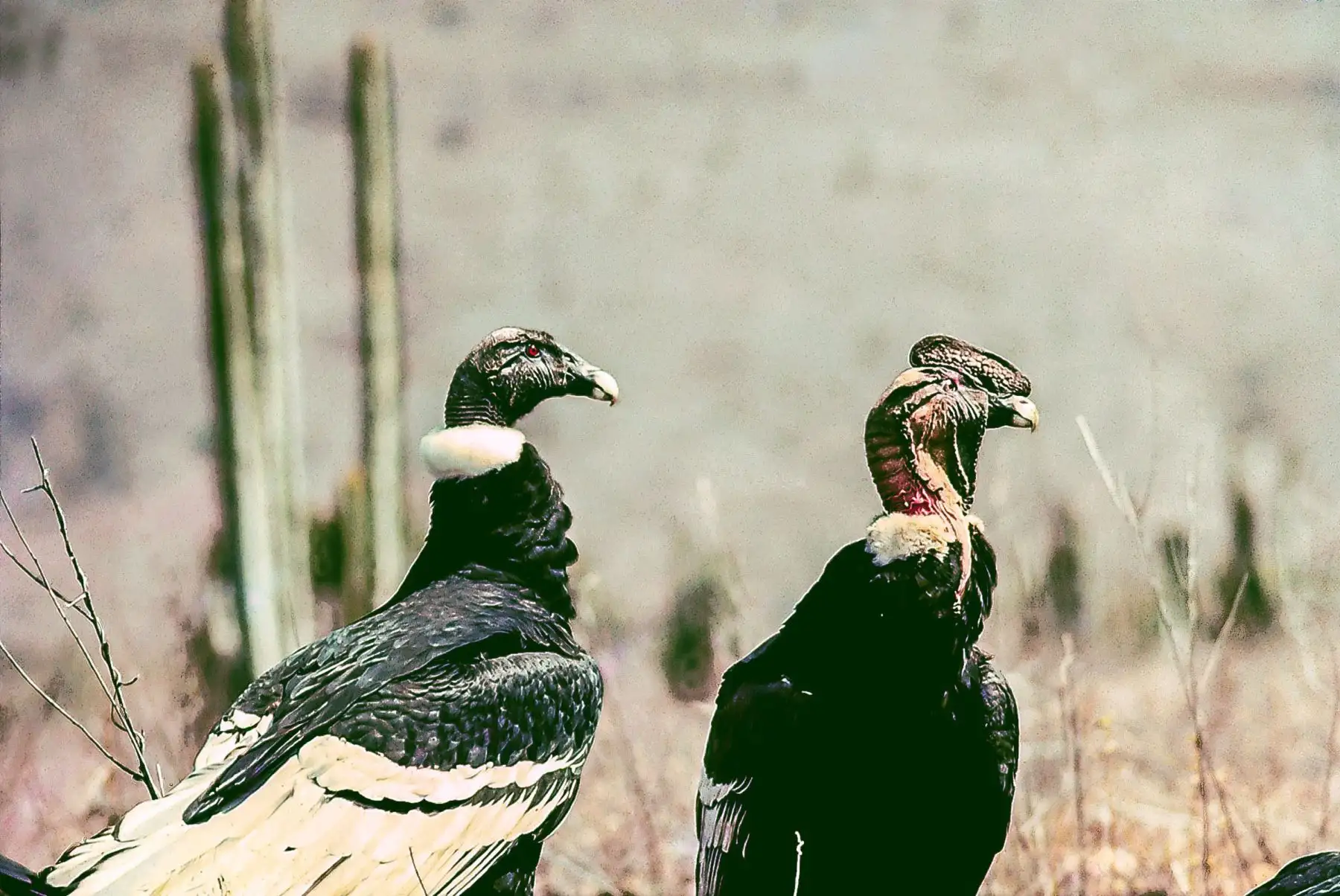 Cóndor Andino (Vultur gryphus), hembra a la izquierda, macho a la derecha. El majestuoso cóndor frecuenta las escarpadas crestas del cerro Chaparrí.
Foto: Heinz Plenge