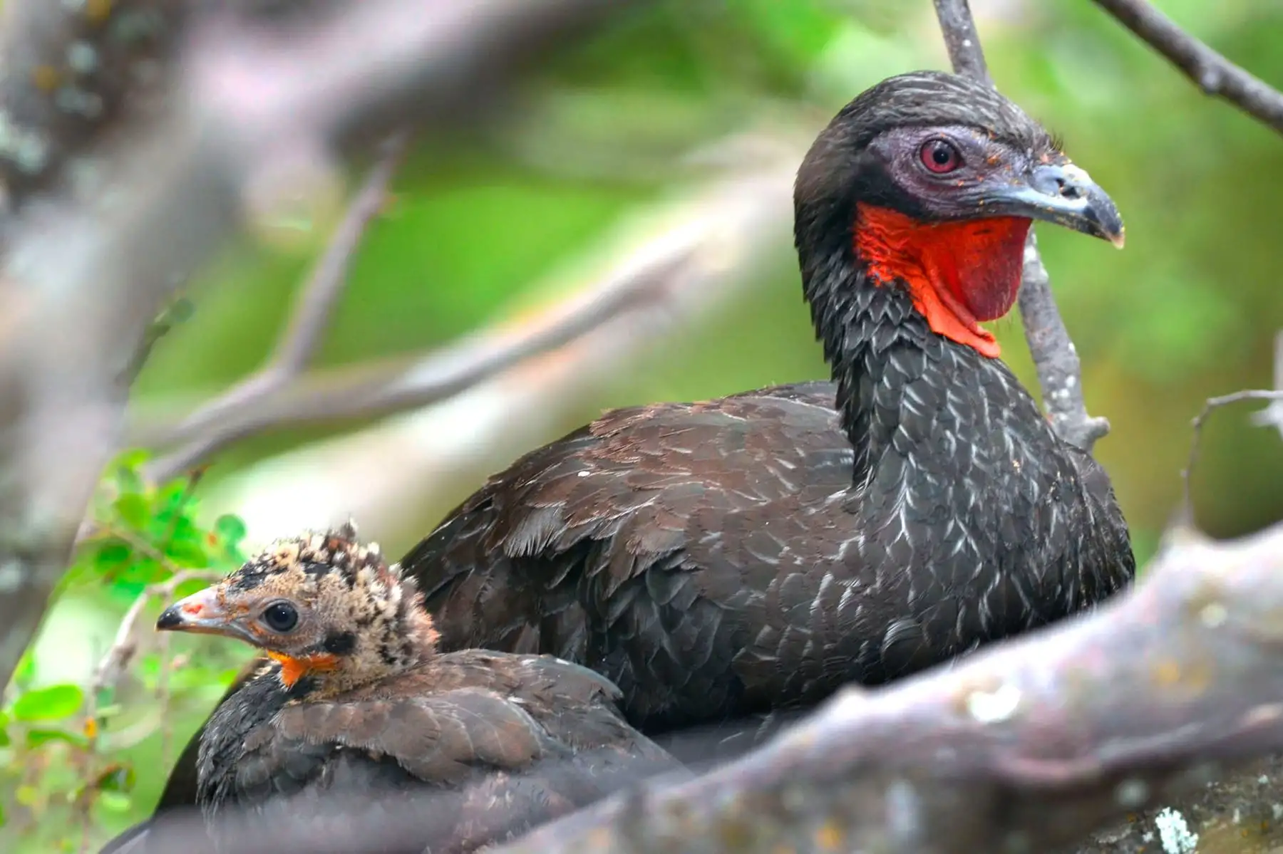 La pava aliblanca (Penelope albipennis), otra especie emblemática de Chaparrí. Esta reserva jugó un papel importante en el repoblamiento de esta especie endémica de Perú, a la que ya se consideraba extinta. En Chaparrí viven unos 100 ejemplares.
Foto: Heinz Plenge