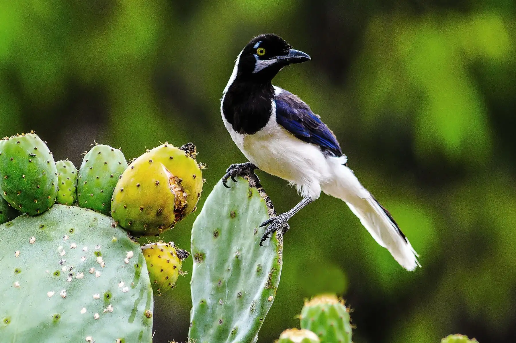 Urraca de Cola Blanca (Cyanocorax mystacallis), en la Reserva Ecológica Chaparrí se han registrado 283 especies de aves, entre ellas esta urraca endémica del bosque seco. Foto: Heinz Plenge