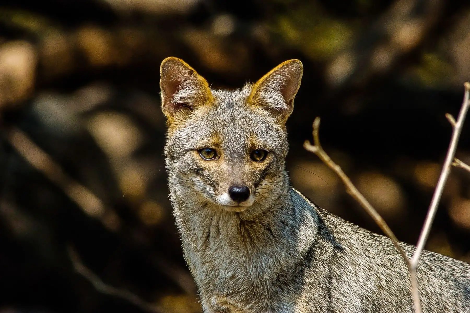 Zorro costeño o de Sechura (Pseudalopex sechurae). Es la especie de zorro más pequeña de Sudamérica y en la Reserva Ecológica Chaparrí es relativamente común.
Foto: Heinz Plenge