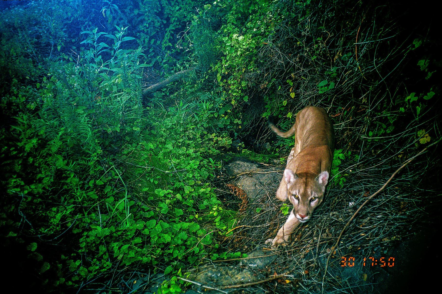 Puma (Puma concolor), es el más grande las tres especies de felinos silvestres que habitan estos bosques y el mayor de los depredadores. Aquí fotografiado por una cámara trampa. Foto: Heinz Plenge
