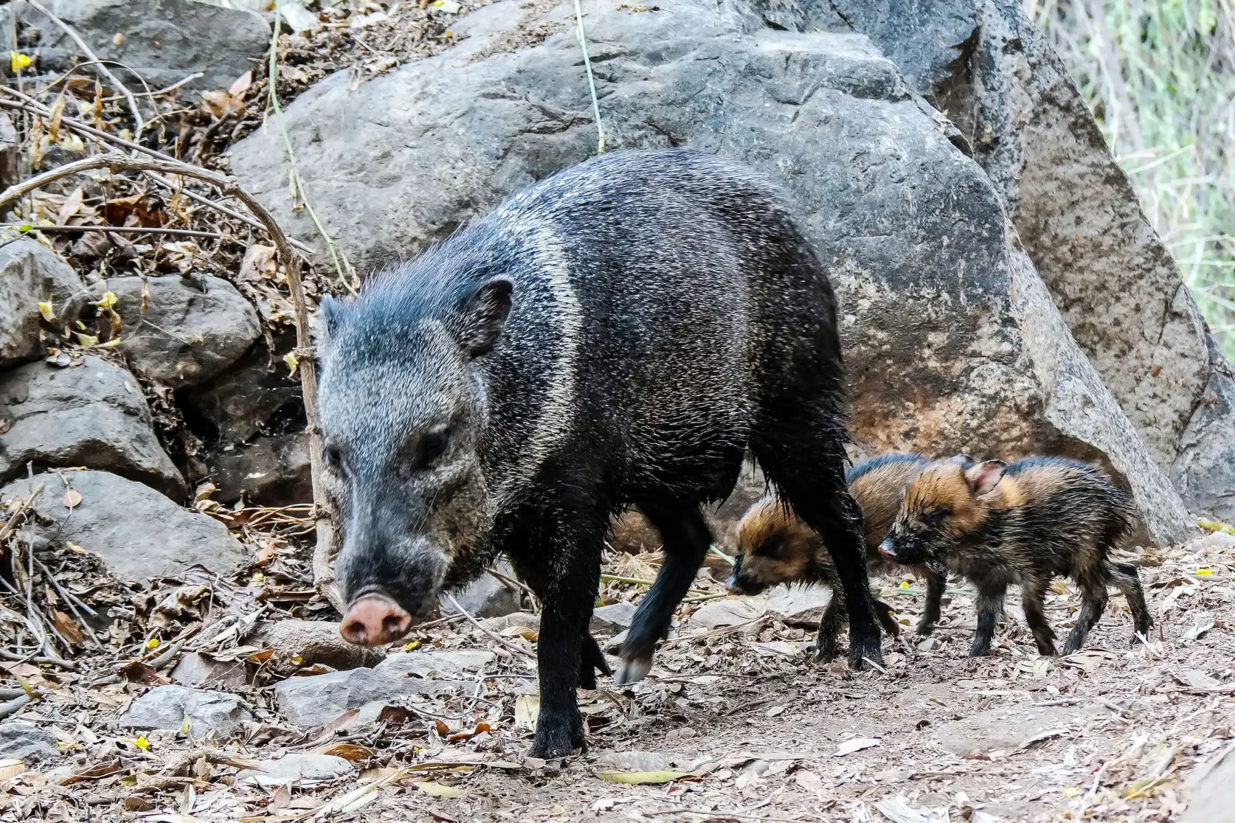 Sajino o Pecarí de Collar (Tayassu tajacu), es un cerdo silvestre frecuente en la reserva y muy común en la Amazonía peruana. Normalmente se le ve en pequeños grupos de hasta 20 individuos. Foto: Heinz Plenge