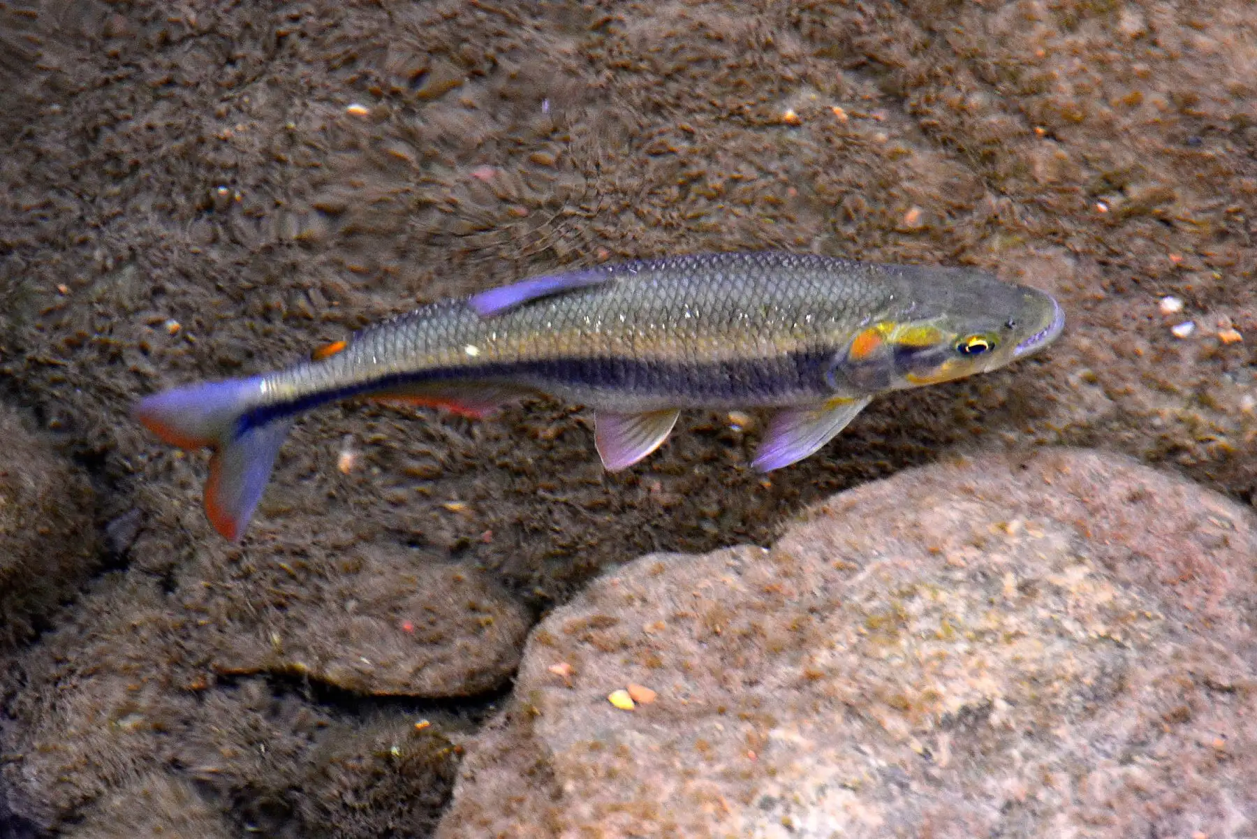 Cascafe (Brycon atrocaudatus). Es la más abundante de las cinco especies de peces registradas en Chaparrí. Habita en las escasas fuentes de agua de la reserva. Foto: Heinz Plenge