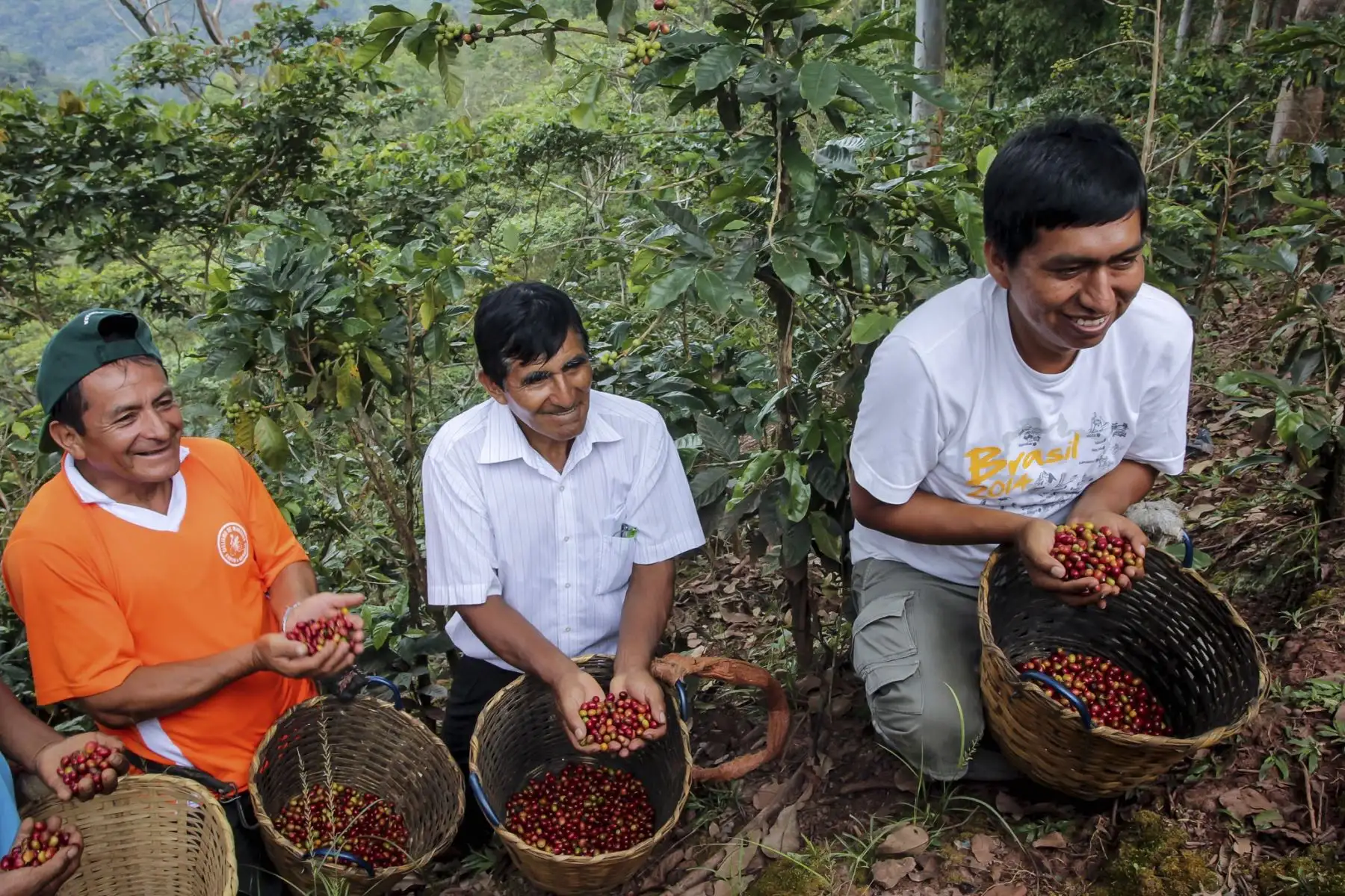 Cafetaleros de Huánuco. Foto: Cortesía Minagri.