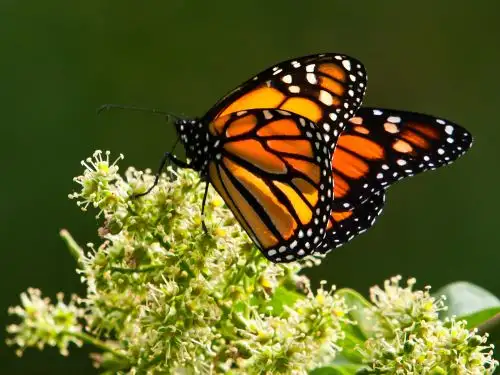 Mariposa monarca. Foto: INTERNET/Medios