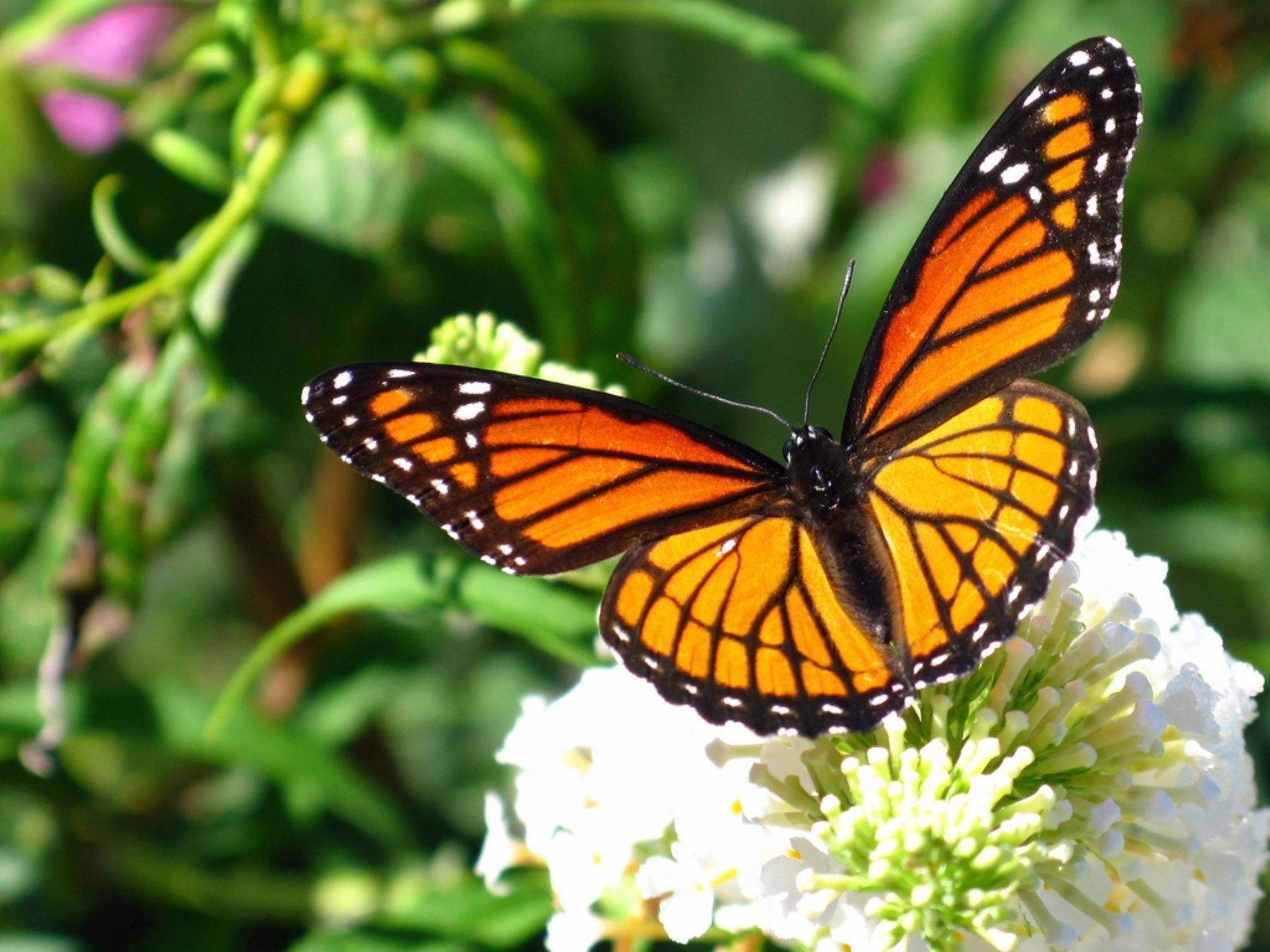 Mariposa monarca. Foto: INTERNET/Medios