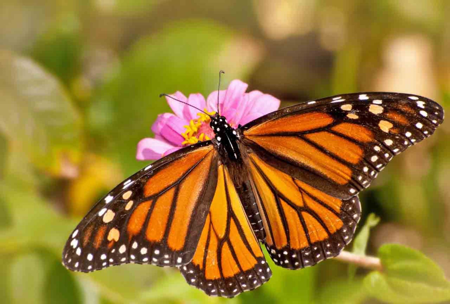 Mariposa monarca. Foto: INTERNET/Medios