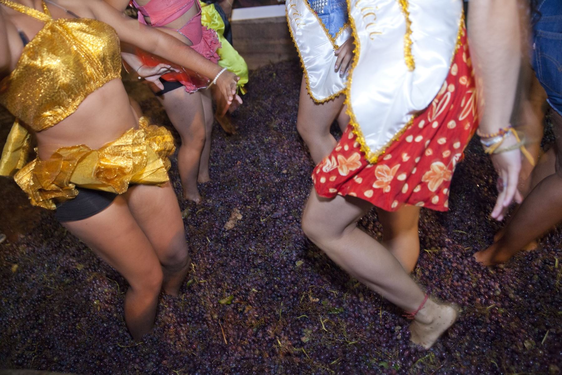 Con la tradicional pisa de uvas las bodegas vitivinícolas de Ica celebran esta semana la Fiesta de la Vendimia, una de las festividades más importantes del calendario festivo iqueño y que congrega a cientos de turistas. Foto: Promperú/Adrián Portugal