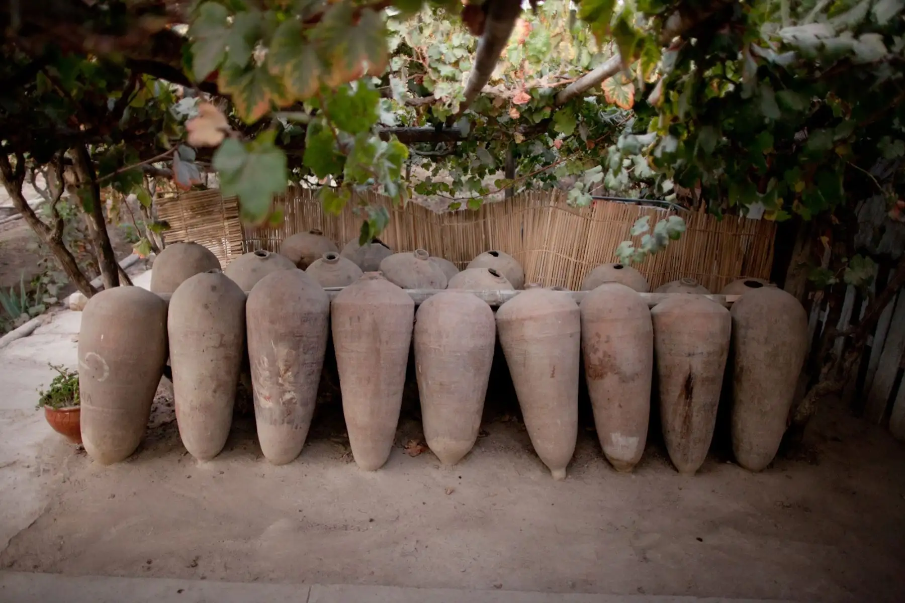 La bodega Tres Generaciones nos muestra, como dice su nombre, cómo se elaboraba el pisco y el vino a través del tiempo. Un viaje al pasado mientras disfruta de un exquisito pisco.
Foto: Promperú/Sebastián Castañeda