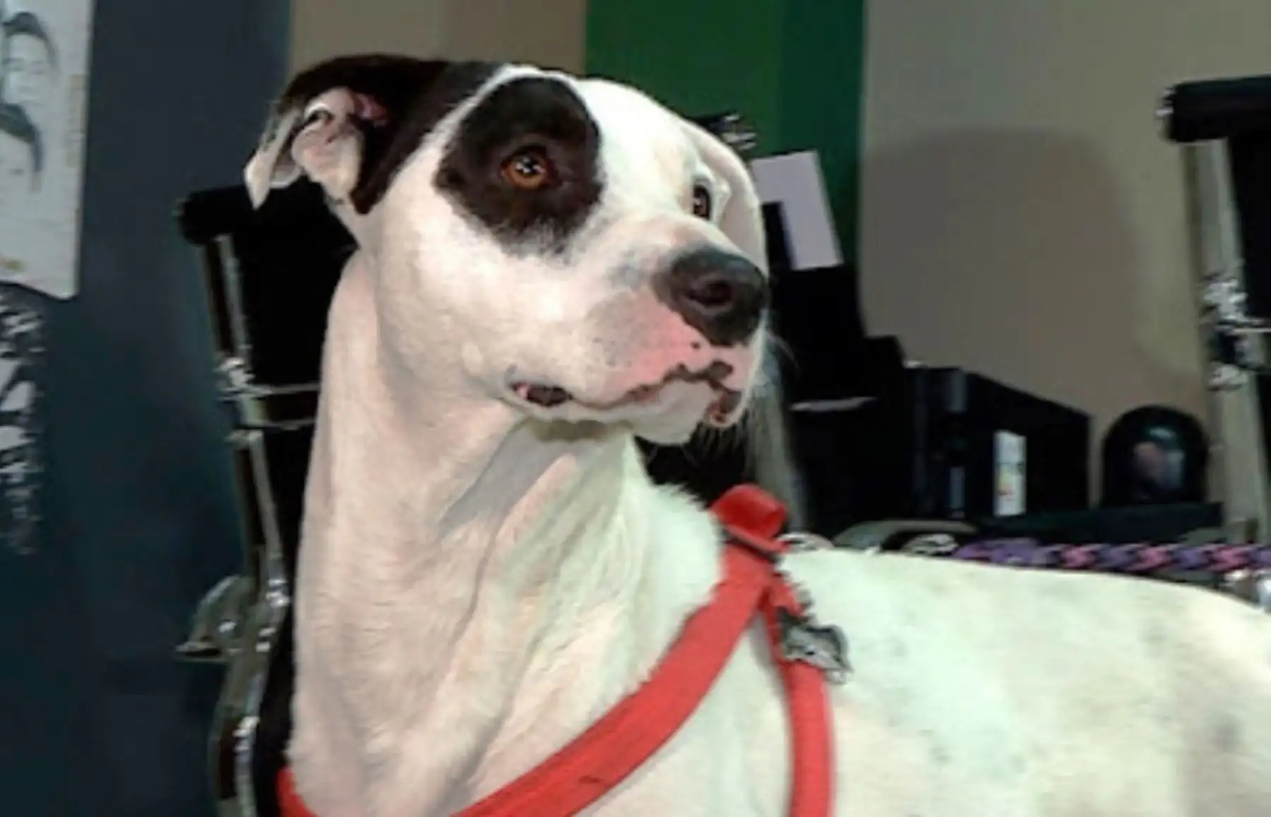 Perro que cayó de taxi en vía Expresa integraría brigada canina de San Isidro.