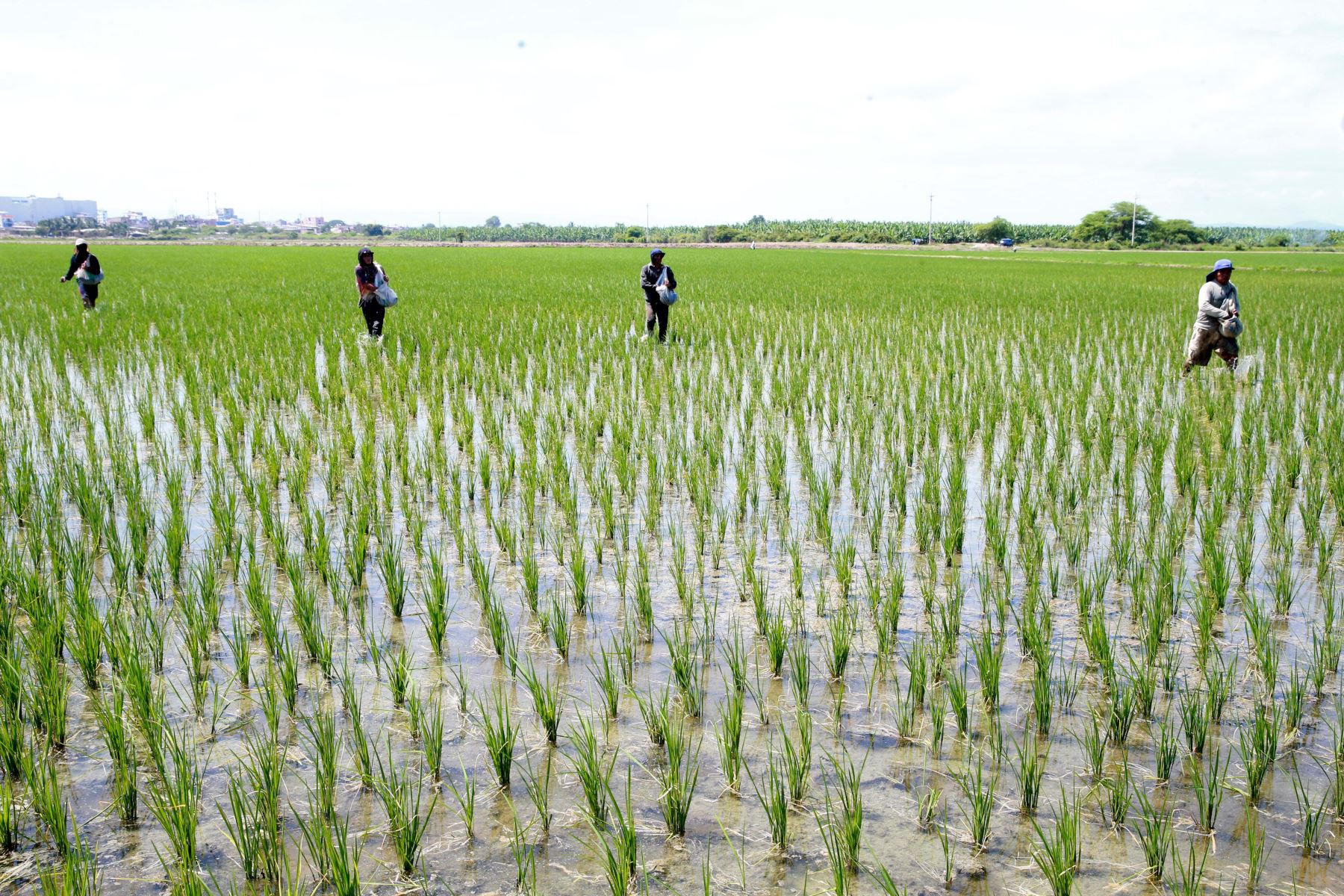 Cultivos de arroz. ANDINA/Vidal Tarqui