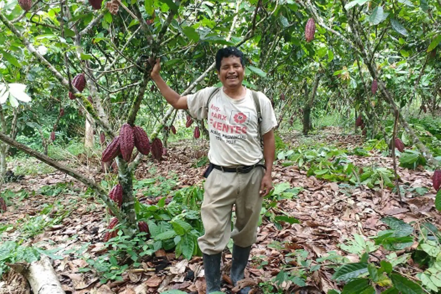 Productores de cacao de Huánuco exportaron 2,000 toneladas de cacao orgánico a Europa. ANDINA/Difusión