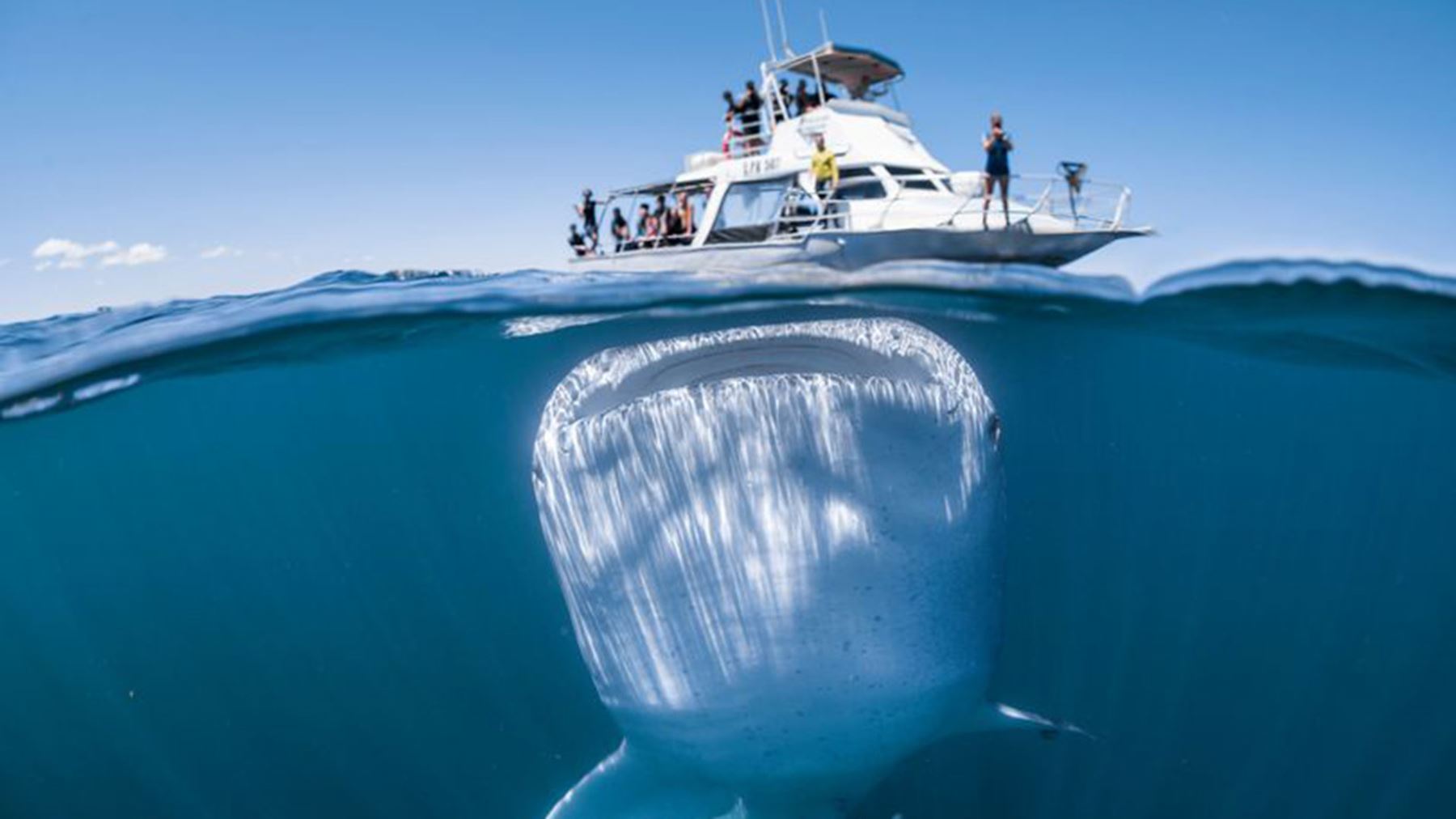Tiburón ballena. Foto: Internet/Medios.