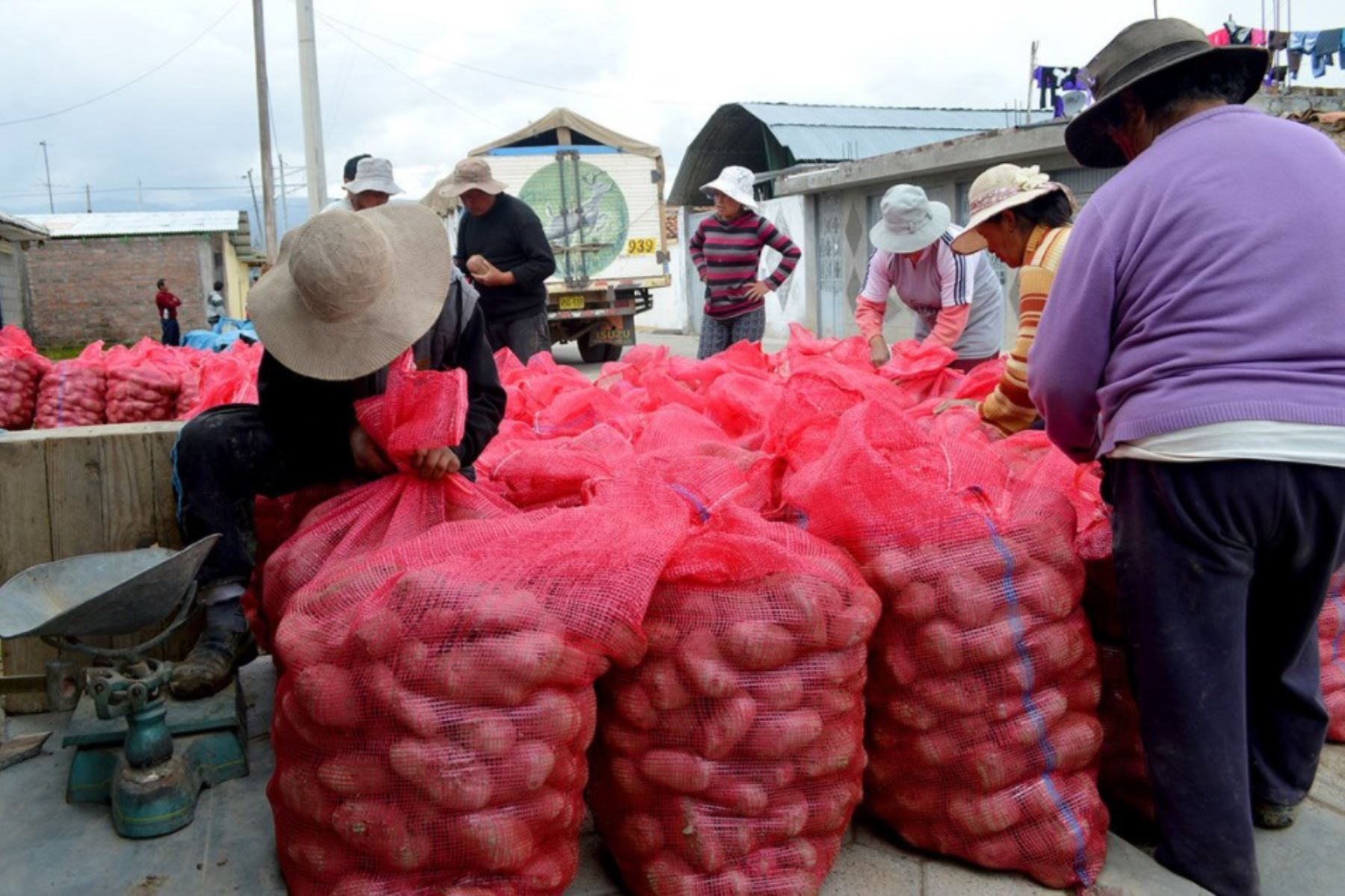 Más de 3,500 agricultores de las provincias cajamarquinas de Cutervo, Chota y Hualgayoc fueron empadronados por la Dirección Regional de Agricultura de Cajamarca, para adquirir 3,000 toneladas de papa excedentes en la última campaña de cosecha.
