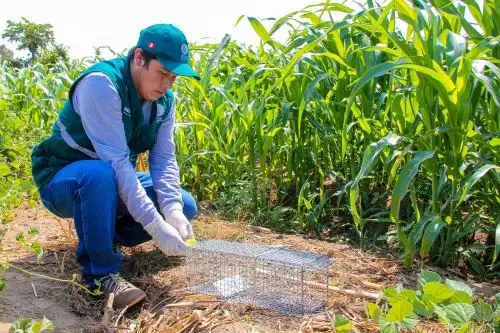 Senasa conforma brigadas para controlar plaga de roedores en Huarmey. ANDINA