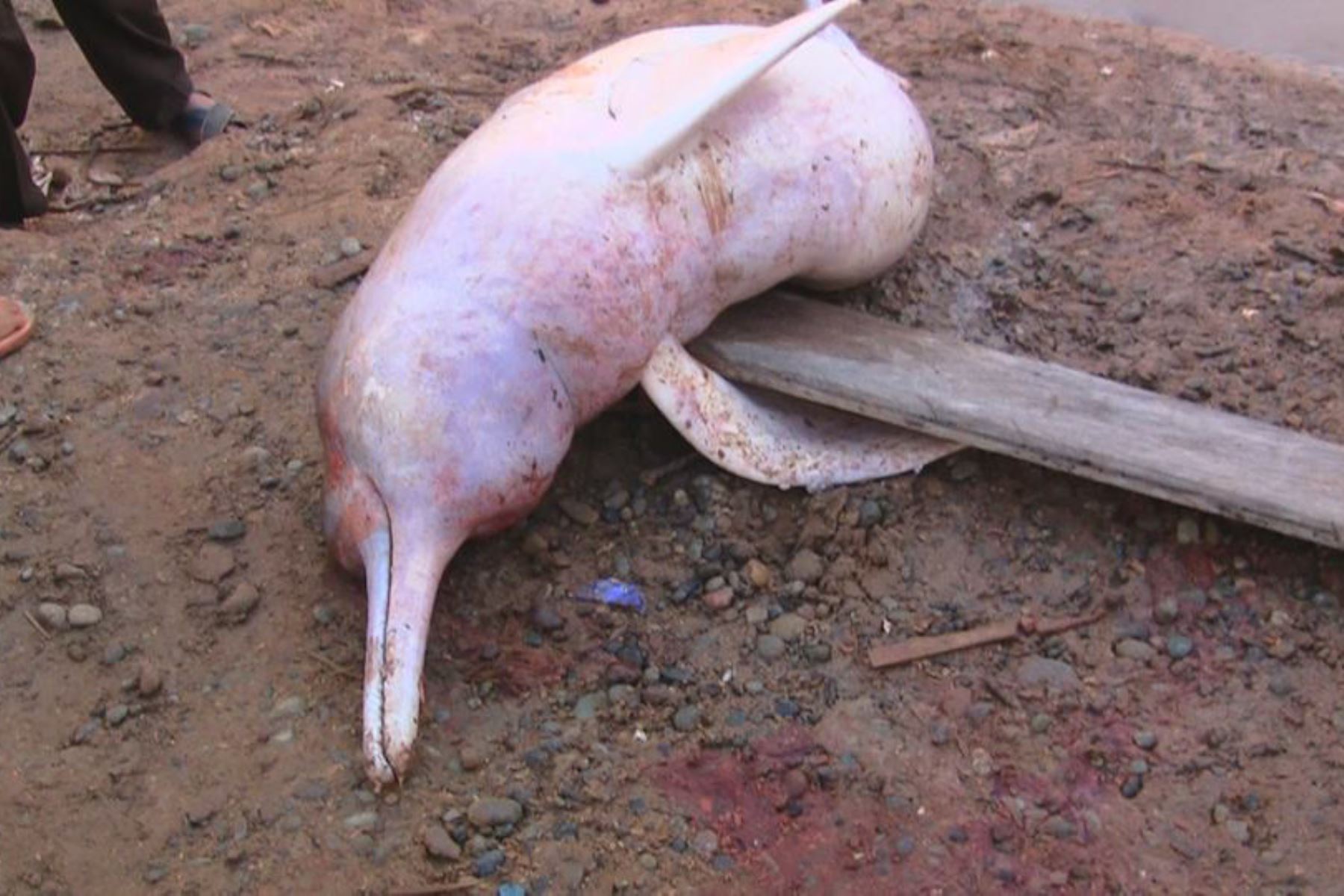 Pescadores hallan muerto a delfín rosado en río Huallaga, en Loreto. ANDINA
