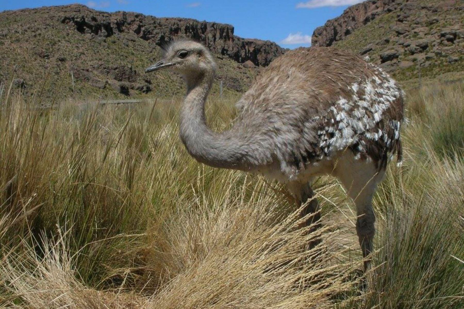 El Proyecto Especial Binacional Lago Titicaca (PEBLT) presentó a la comunidad puneña la publicación “Conservación del Suri (rhea pennata), avances y logros”, a fin de promover y concientizar en la ciudadanía la importancia del equilibrio ecológico y la conservación del llamado “avestruz de los andes”, que se encuentra en riesgo de extinción