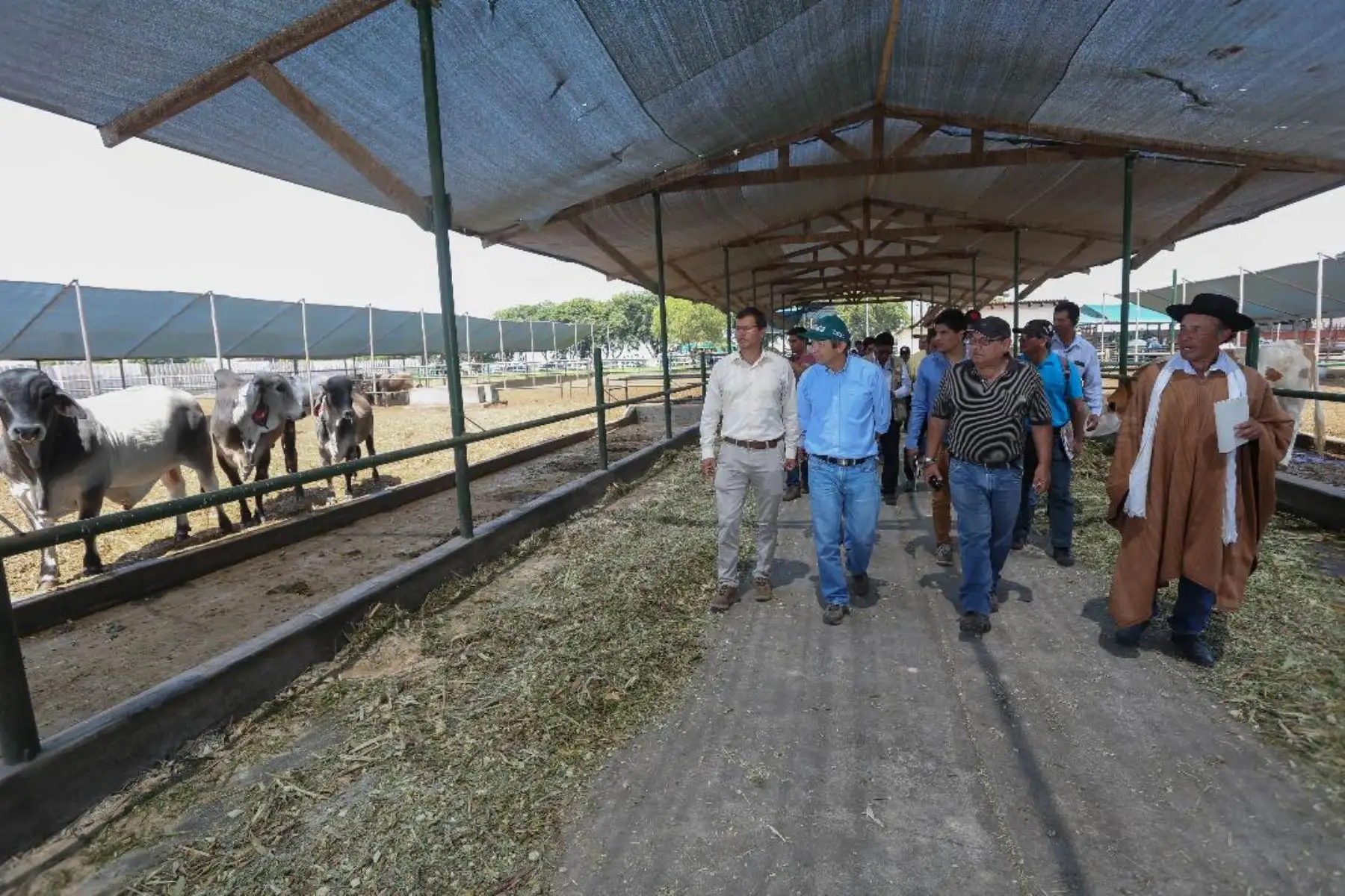 Ministro de Agricultura y Riego, José Arista inspecciona mejoramiento de ganado. Foto: Cortesía Minagri.