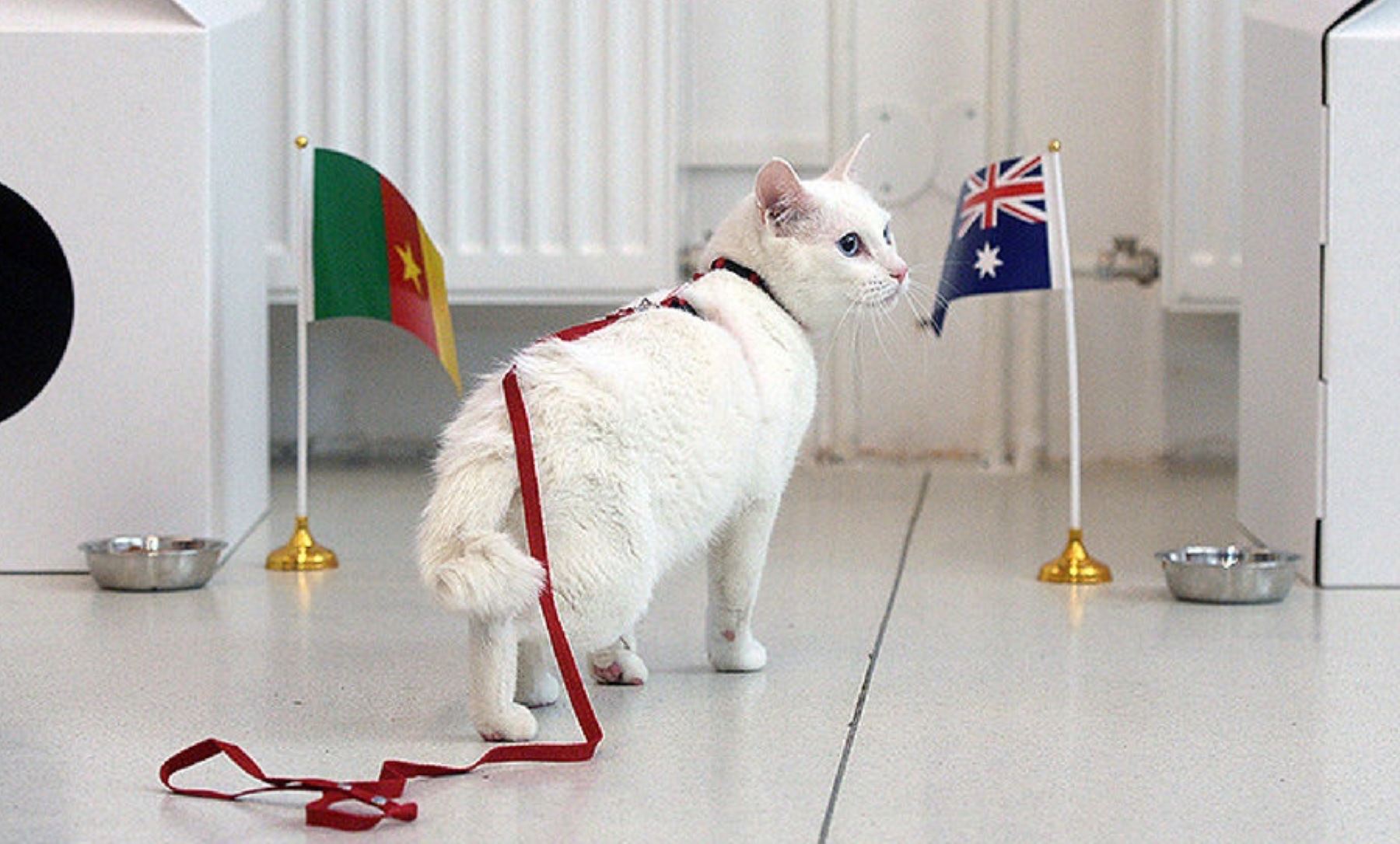 El gato Aquiles. Foto: AFP.