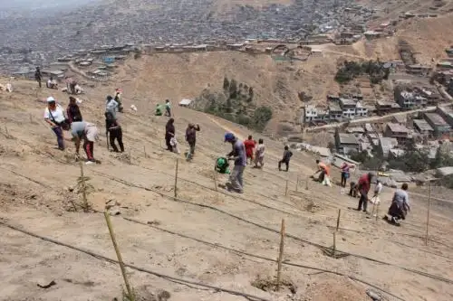 Pobladores y personal calificado trabajaron durante meses para lograr reforestar esta zona.
