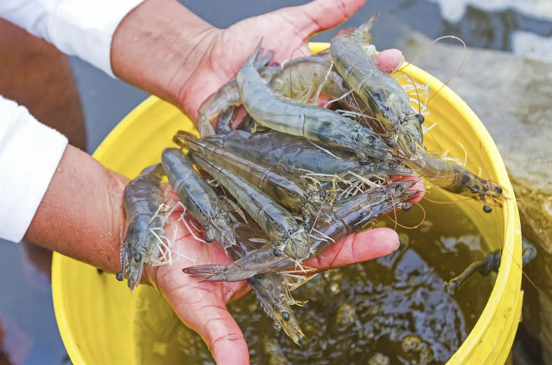 Langostino. Cortesía