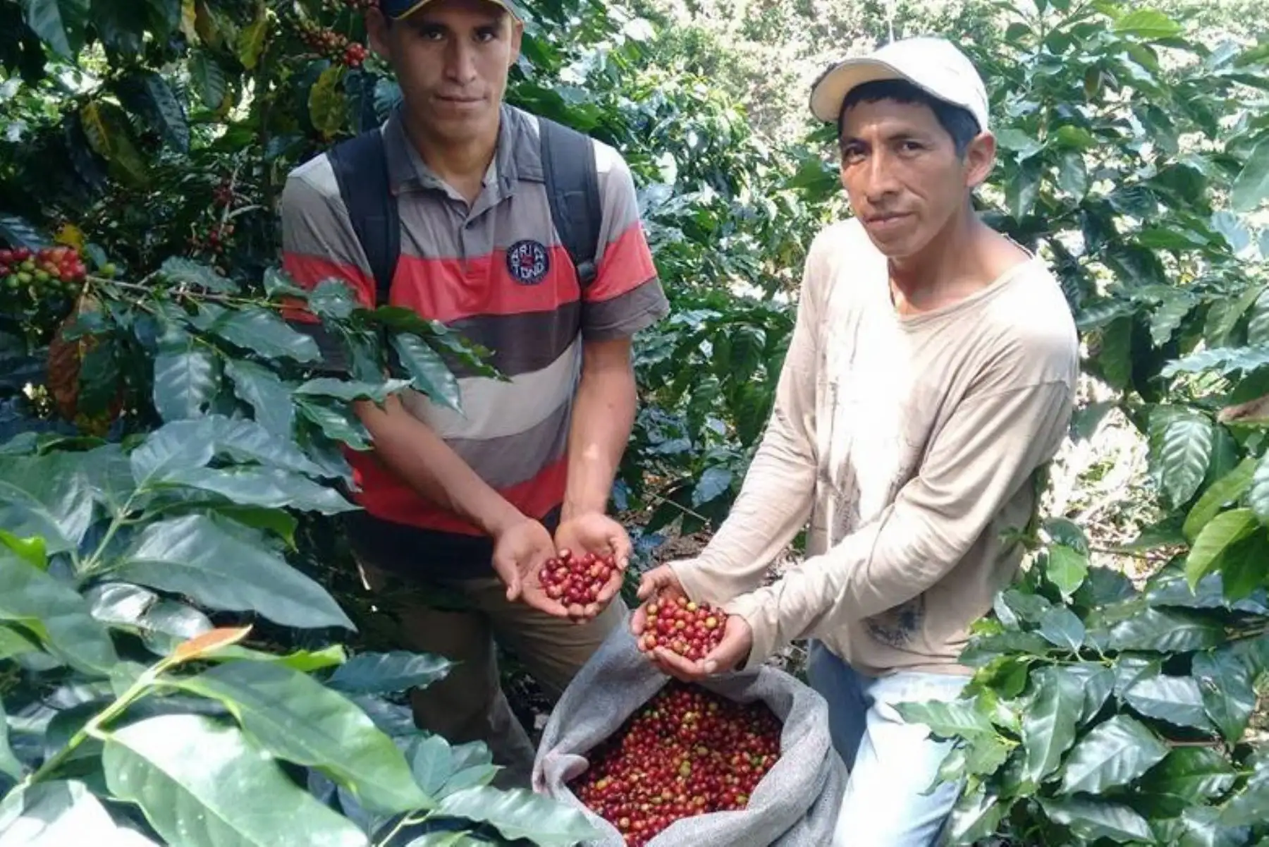 Recomiendan adoptar medidas para combatir a la roya del café en Junín. ANDINA/Difusión