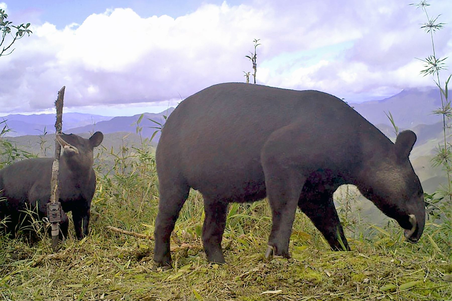 Conoce al tapir andino la nueva figura de la moneda de S/ 1. ANDINA/Difusión