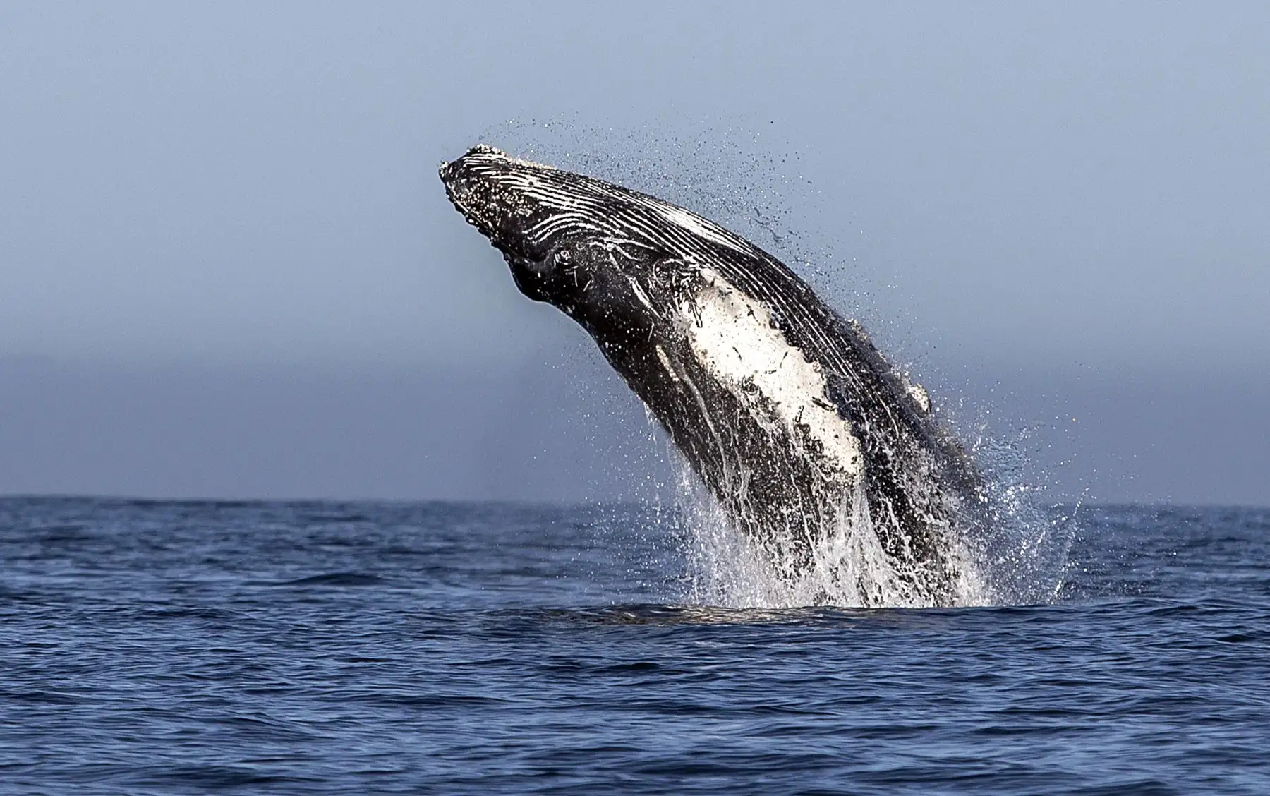 La gente mira como una ballena jorobada ("Megaptera novaeangliae") salta en las aguas del océano Pacífico en Los Cabos, Baja California Sur, México. Foto: AFP.