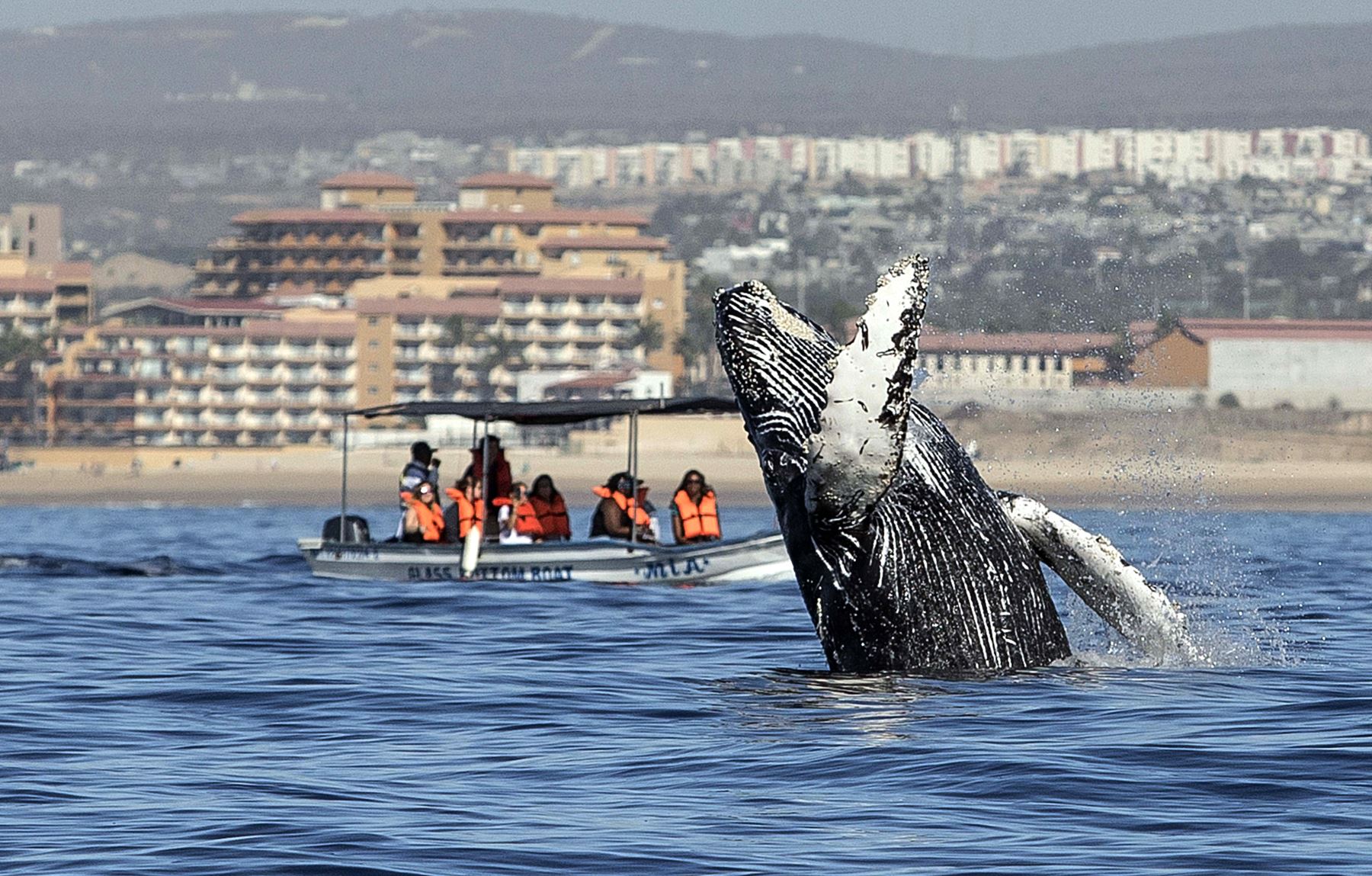 La gente mira como una ballena jorobada ("Megaptera novaeangliae") salta en las aguas del océano Pacífico en Los Cabos, Baja California Sur, México. Foto: AFP.