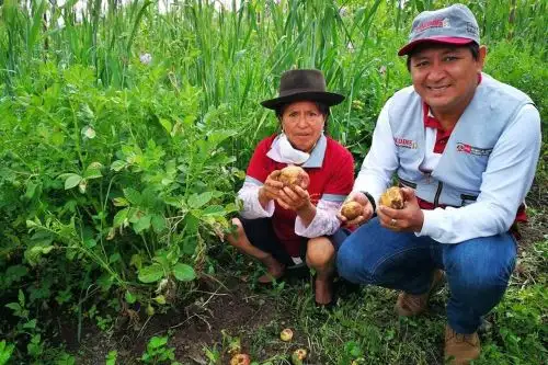 Los pobladores de los distritos de Quinua y Huamanguilla, provincia ayacuchana de Huamanga, trabajan en el desarrollo de sus capacidades productivas y en la gestión de emprendimientos económicos con Haku Wiñay, y mejoran también su calidad de vida con acceso permanente a agua saludable con Agua Más, proyectos desarrollados por Foncodes.