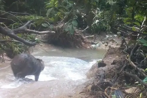 Ronsoco avistado en el Parque Nacional Tingo María por cámaras trampa.