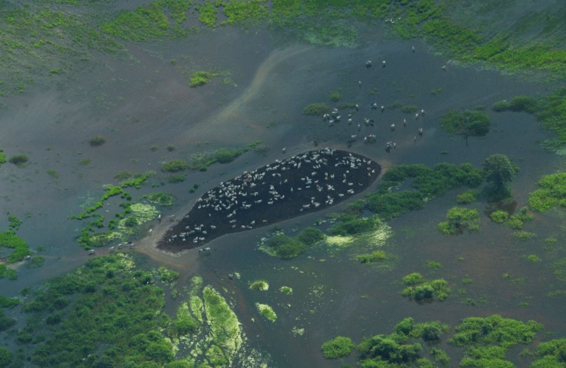 Vista aérea del ganado en pastoreo, en los humedales del Pantanal, en el estado de Mato Grosso Brasil. Foto:AFP