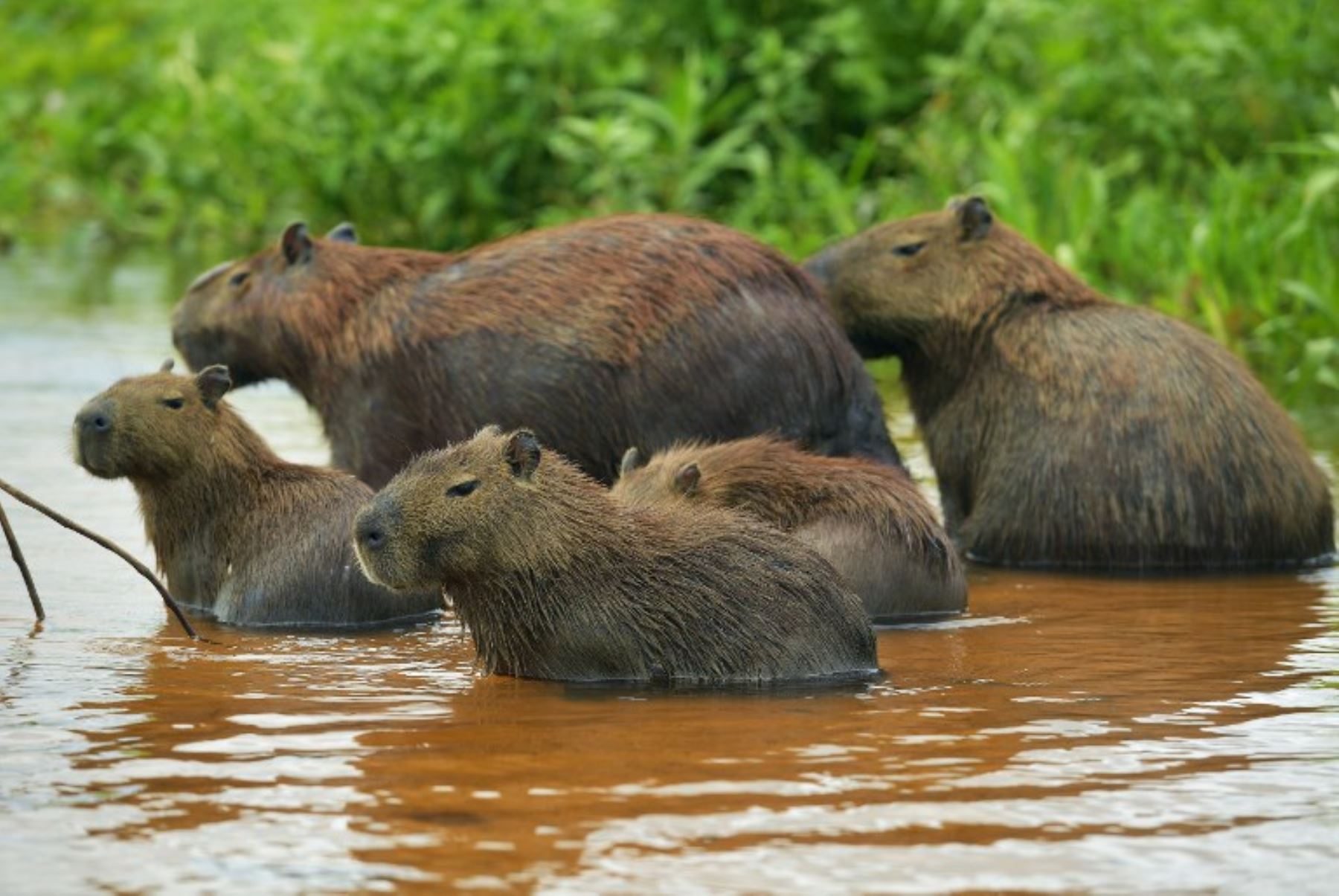Familia de capibaras (Hydrochoerus hydrochaeris), en los humedales del Pantanal, en el estado de Mato Grosso, Brasil.Foto:AFP