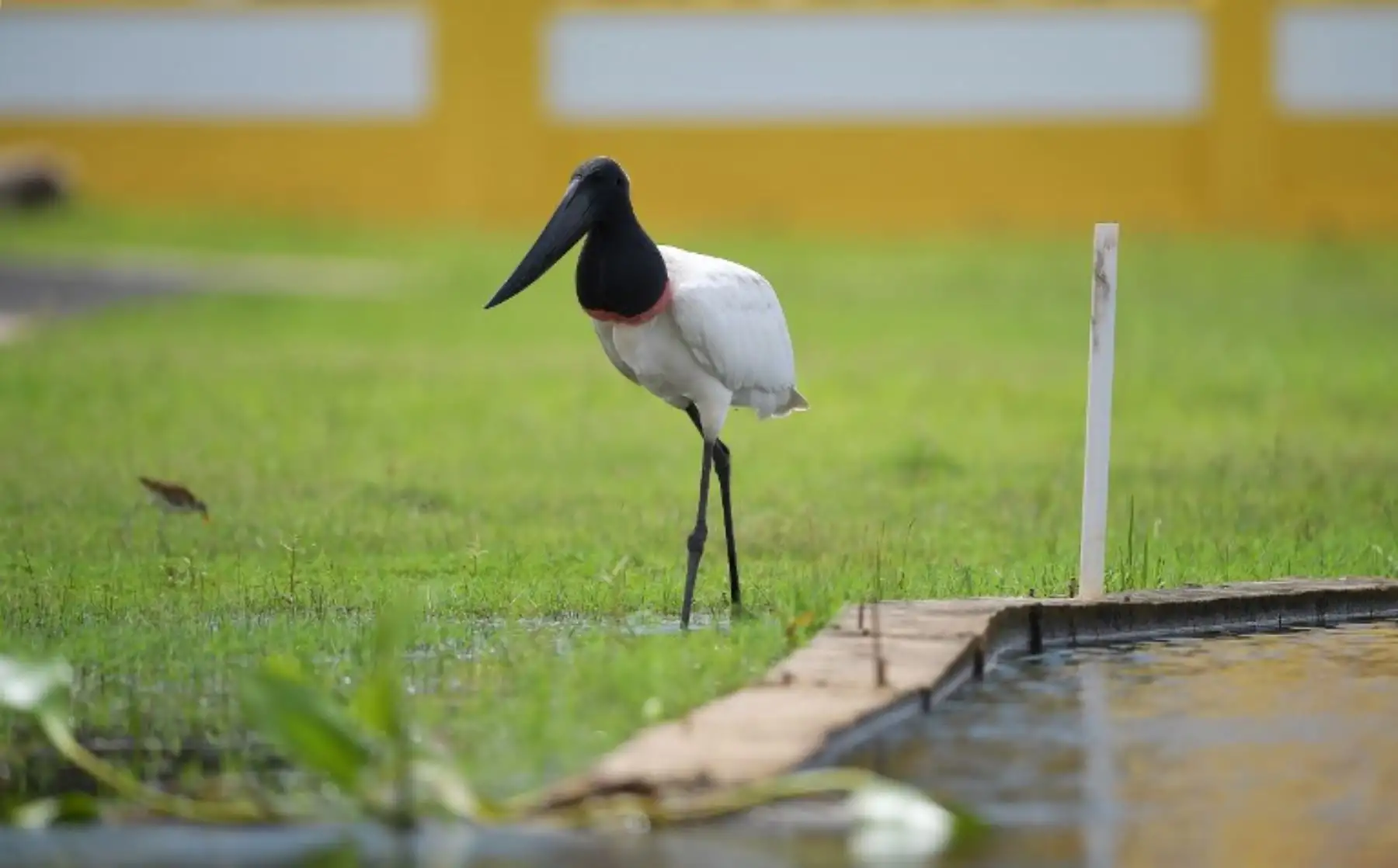 Un Jabiru (Jabiru mycteria) se representa en los humedales del Pantanal, es el humedal más grande del planeta ubicado en Brasil, Bolivia y Paraguay, cubre más de 170.500 km2 y es hogar de más de 4,000 especies de plantas y animales.Foto:AFP
