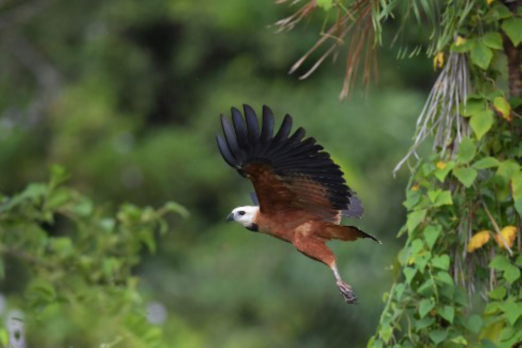 Un halcón de cuello negro (Busarellus nigricollis) se representa en vuelo, en los humedales del Pantanal.Foto:AFP