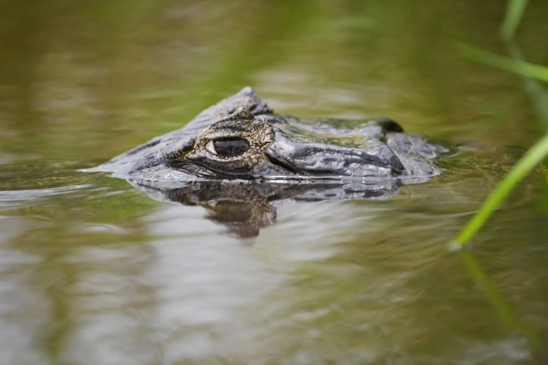 Primer plano de un Yacare Caiman, en los humedales del Pantanal, en el estado de Mato Grosso, Brasil. Foto:AFP