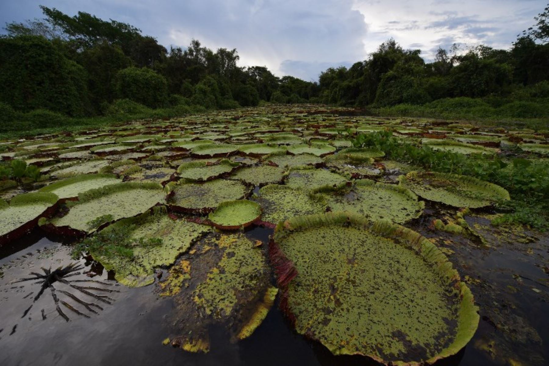 Vista de un área cubierta por nenúfares (Nymphaeaceae) en los humedales del Pantanal, en el estado de Mato Grosso, Brasil.Foto:AFP